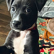 Shiloh is registered to the contest to win money with this photo: puppy, dog, black_and_white, pet, indoor, closeup, cute, young, collar, fur, eyes, animal, mammal, portrait, looking, expression, floor, rug, cozy, background