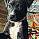Shiloh