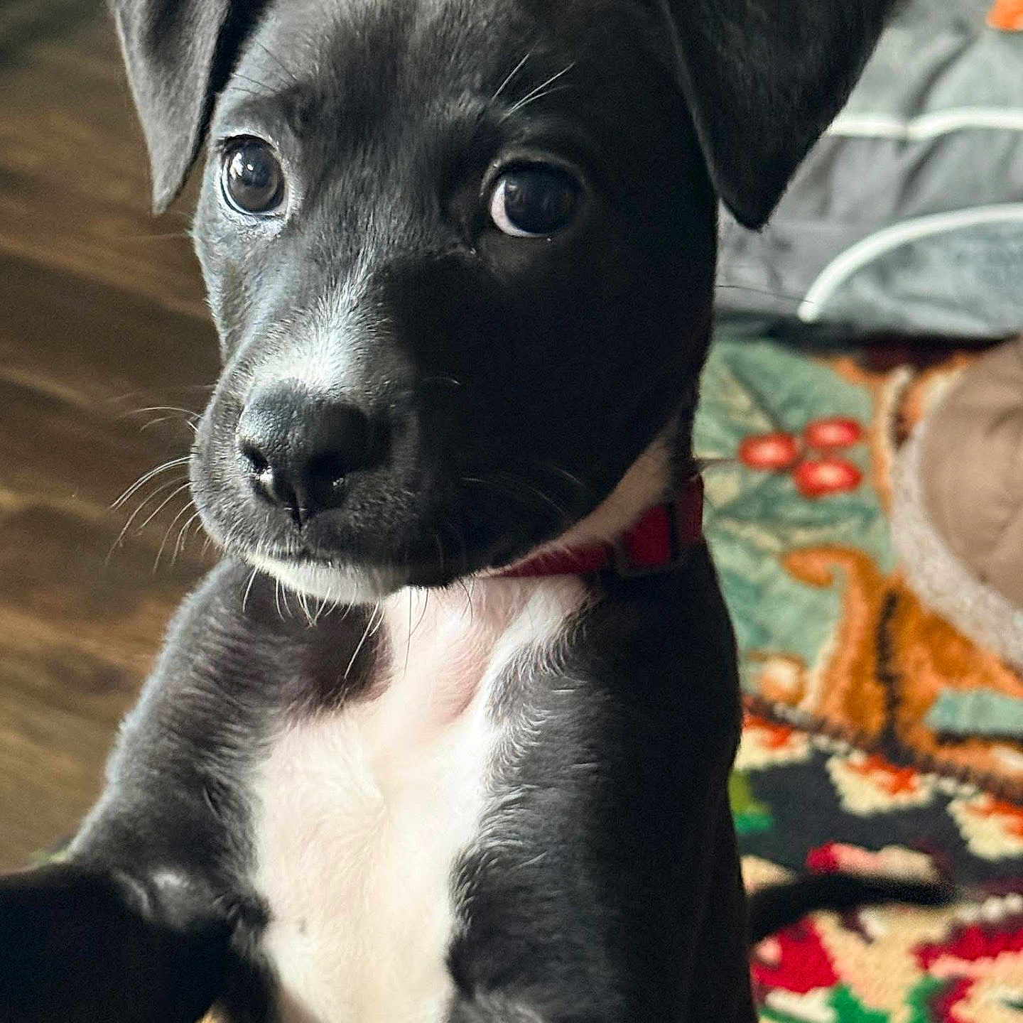 Shiloh is registered to the contest to win money with this photo: puppy, dog, black_and_white, pet, indoor, closeup, cute, young, collar, fur, eyes, animal, mammal, portrait, looking, expression, floor, rug, cozy, background