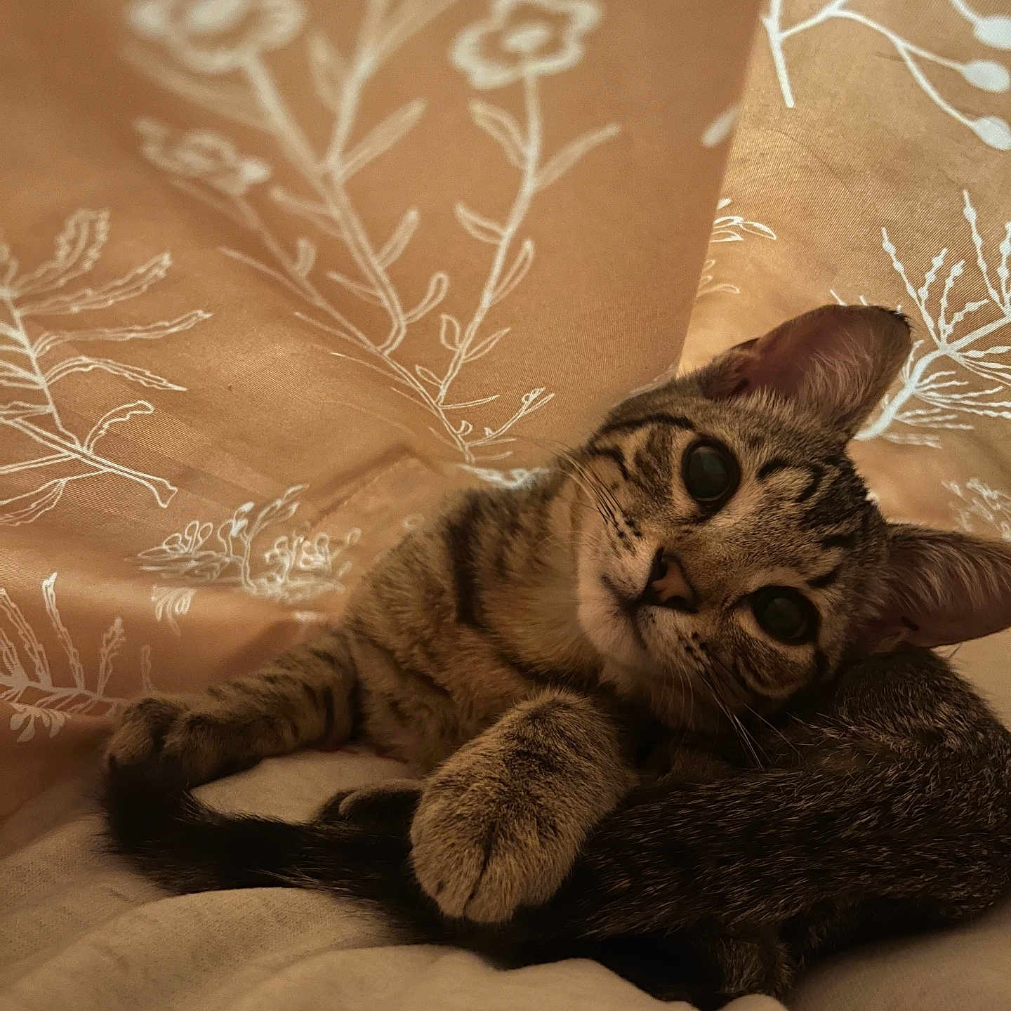 Angel joined the competition — help win amazing prizes! animal, bed, cat, closeup, cozy, curious, cute, fabric, feline, floral_pattern, indoor, paw, pet, relaxed, resting, soft_lighting, tabby, tail, tent, whiskers