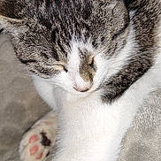Alaska participe au concours pour gagner de l'argent avec cette photo : cat, tabby, white_fur, sleeping, paw, pink_paw_pads, animal, pet, cozy, relaxed, close_up, feline, soft_texture, blanket, indoor, cute, whiskers, ears, nose, resting