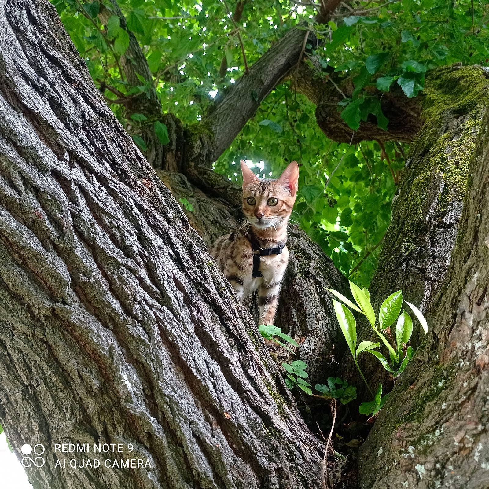 Simba a rejoint le concours — aidez-le/la à gagner de superbes lots ! botany, branch, carnivore, cat, fawn, felidae, forest, grass, groundcover, jungle, plant, small_to_medium_sized_cats, snout, terrestrial_animal, terrestrial_plant, tree, trunk, vegetation, whiskers, wood