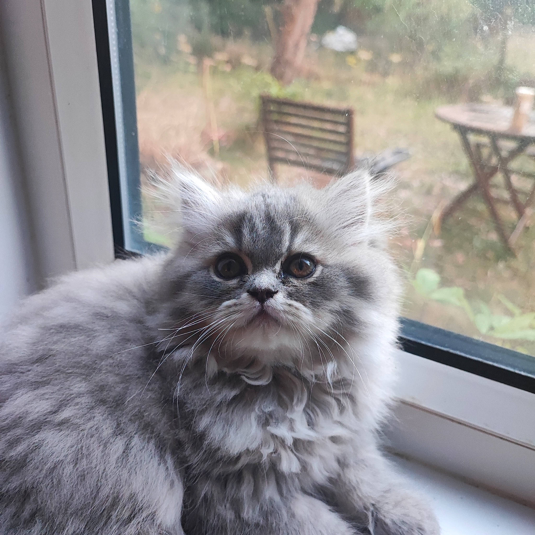 Mitty joined the competition — help win amazing prizes! british_longhair, carnivore, cat, claw, domestic_short_haired_cat, felidae, fur, glass, outdoor_furniture, outdoor_table, paw, plant, small_to_medium_sized_cats, snout, table, tail, terrestrial_animal, whiskers, window, wood