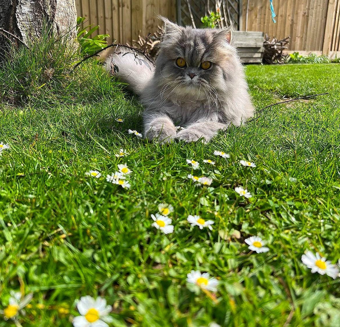 Mitty joined the competition — help win amazing prizes! annual_plant, camomile, cat, chamaemelum_nobile, felidae, flooring, flower, flowering_plant, grass, grass_family, green, groundcover, lawn, leaf, people_in_nature, petal, plant, small_to_medium_sized_cats, tail, whiskers