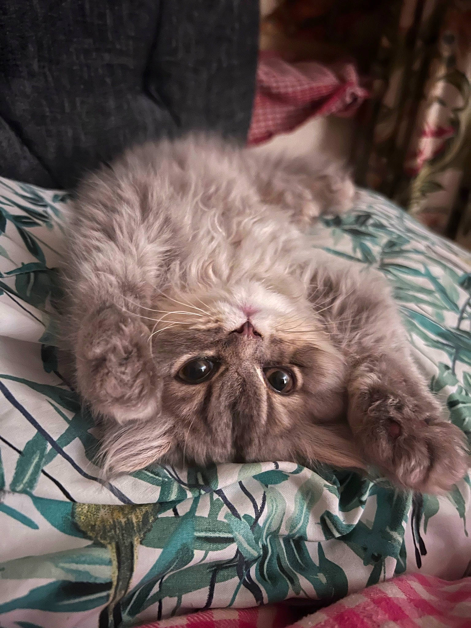 Mitty is registered to the contest to win money with this photo: canidae, carnivore, comfort, companion_dog, dog_breed, fawn, felidae, fur, linens, liver, plant, rose_order, small_to_medium_sized_cats, snout, terrestrial_animal, toy_dog, whiskers, working_animal, wrinkle