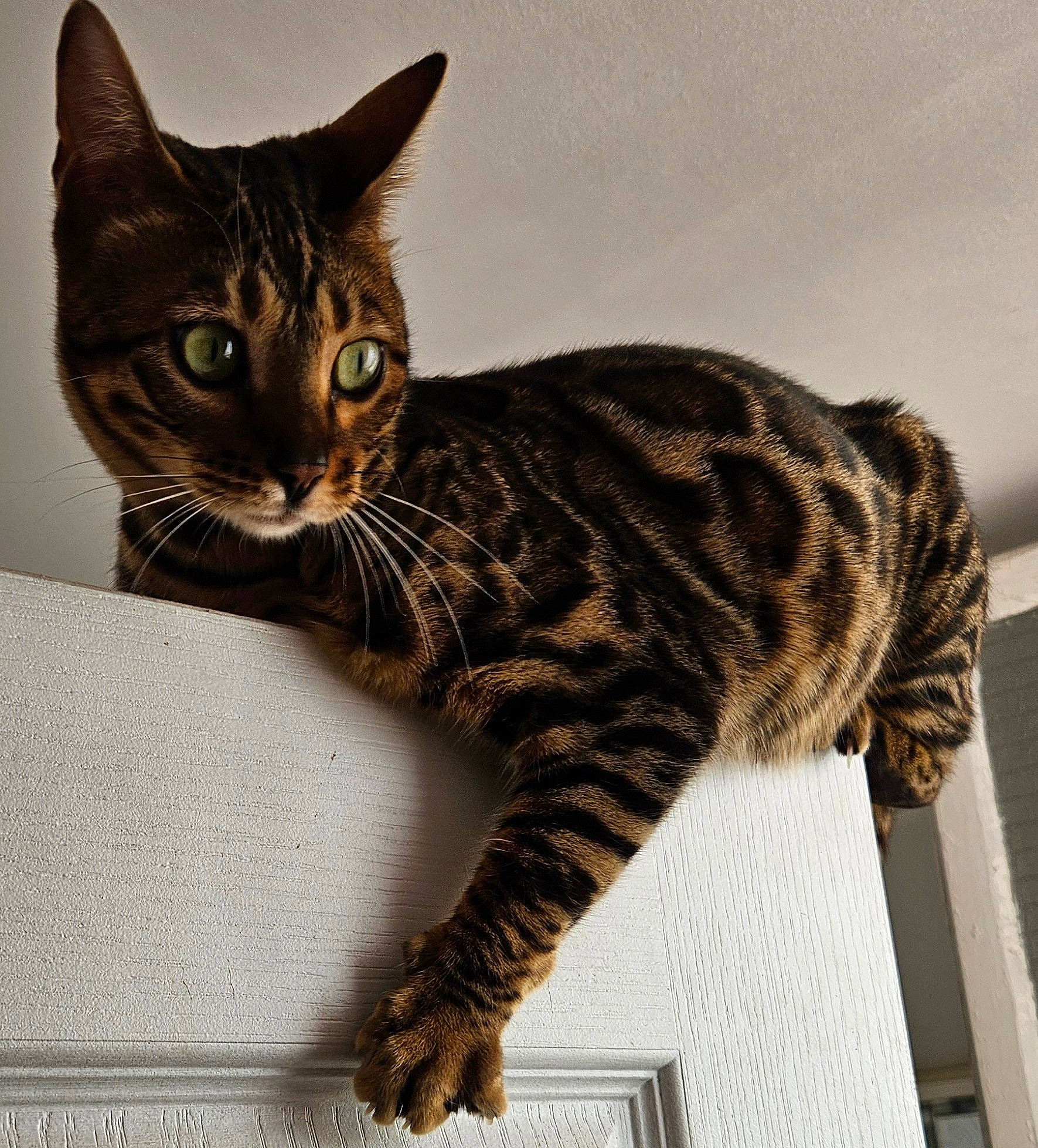 Tiamo D Amour a rejoint le concours — aidez-le/la à gagner de superbes lots ! carnivore, cat, domestic_short_haired_cat, eye, felidae, fur, paw, sitting, small_to_medium_sized_cats, snout, tail, terrestrial_animal, whiskers