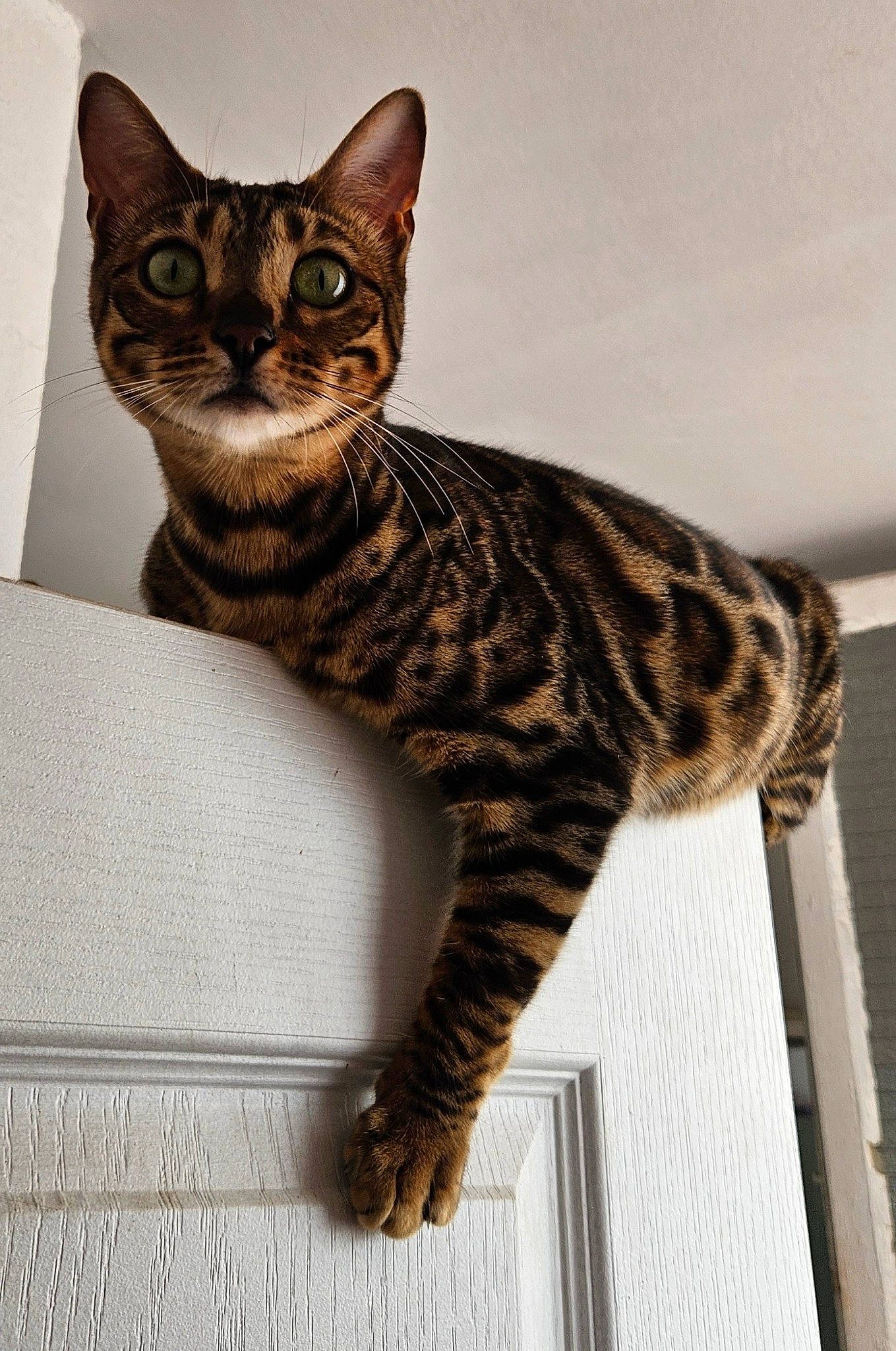 Tiamo D Amour participe au concours pour gagner de l'argent avec cette photo : carnivore, cat, domestic_short_haired_cat, felidae, fur, small_to_medium_sized_cats, snout, tail, terrestrial_animal, whiskers, wildlife