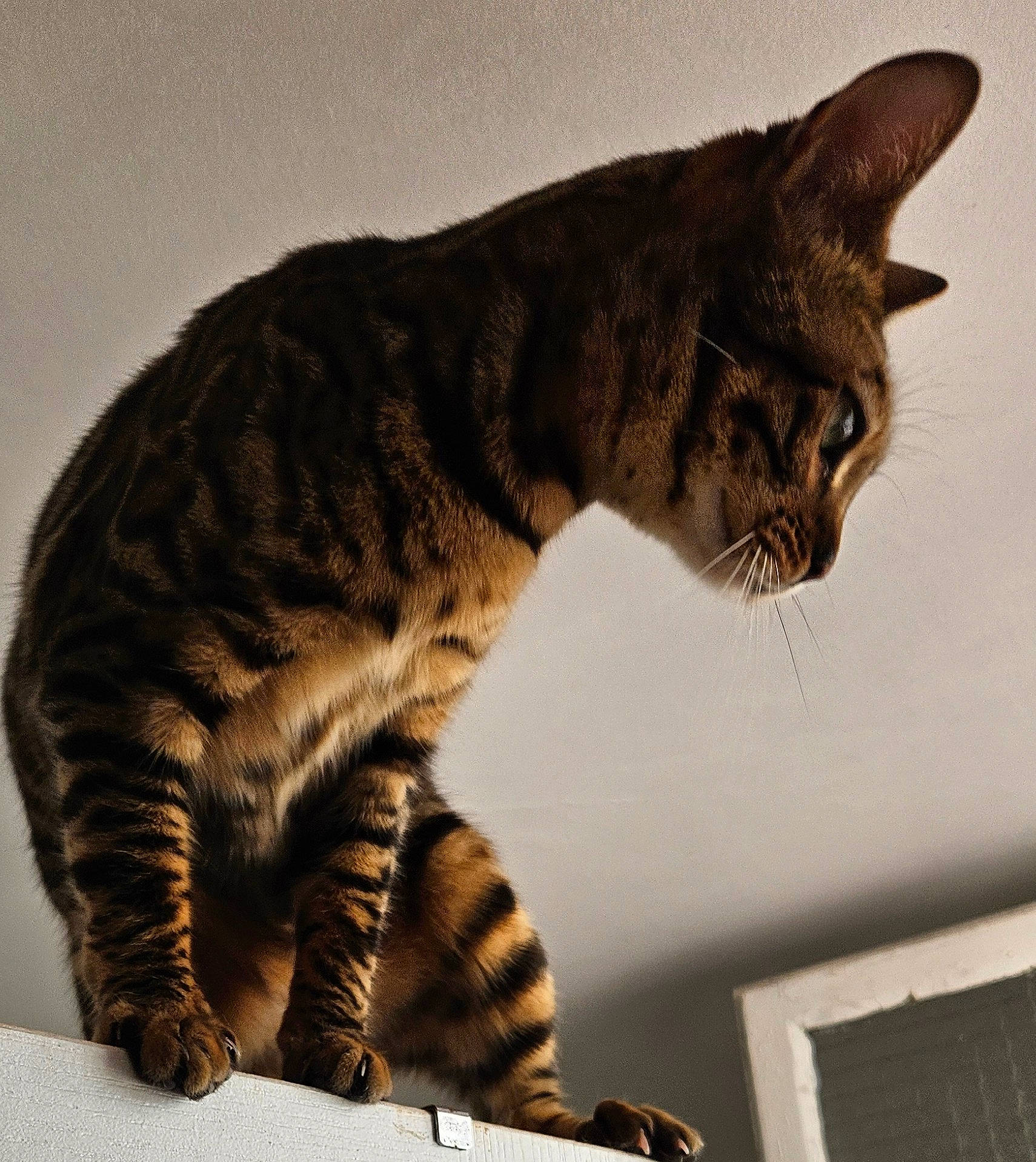 Tiamo D Amour a rejoint le concours — aidez-le/la à gagner de superbes lots ! carnivore, cat, claw, domestic_short_haired_cat, felidae, fur, paw, small_to_medium_sized_cats, snout, tail, terrestrial_animal, whiskers, wildlife, window