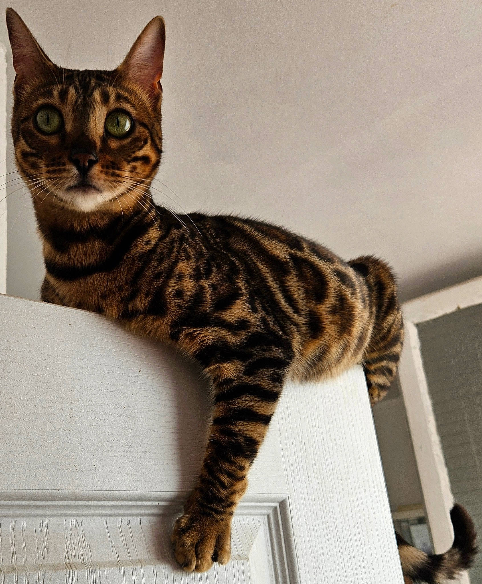 Tiamo D Amour a rejoint le concours — aidez-le/la à gagner de superbes lots ! carnivore, cat, domestic_short_haired_cat, felidae, fur, sitting, small_to_medium_sized_cats, snout, tail, terrestrial_animal, whiskers, wildlife