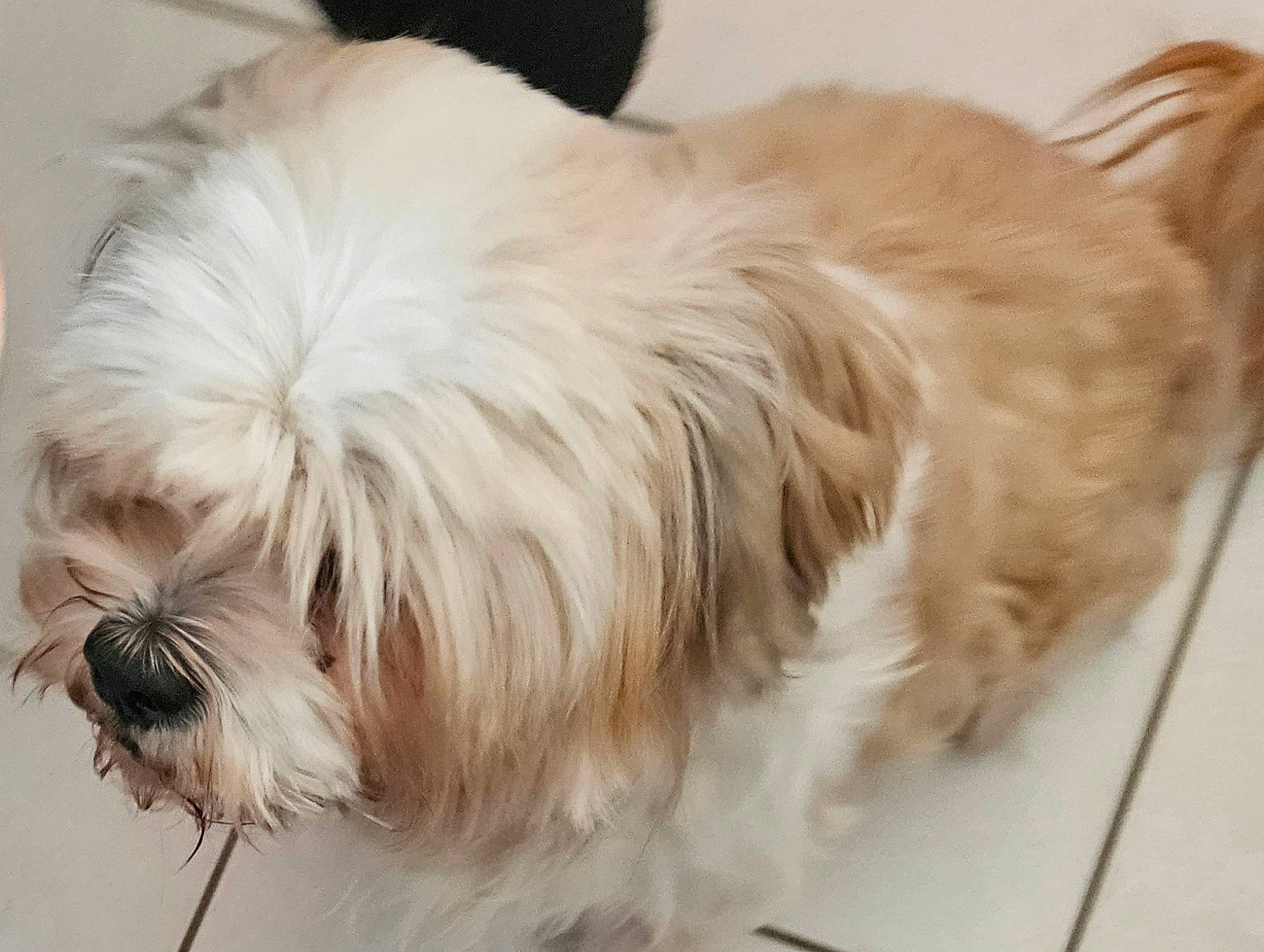 Isis a rejoint le concours — aidez-le/la à gagner de superbes lots ! canidae, carnivore, comfort, companion_dog, dog, dog_breed, dog_supply, fawn, fur, liver, mal_shi, maltepoo, shih_tzu, small_terrier, snout, sporting_group, tail, terrier, toy_dog, working_animal