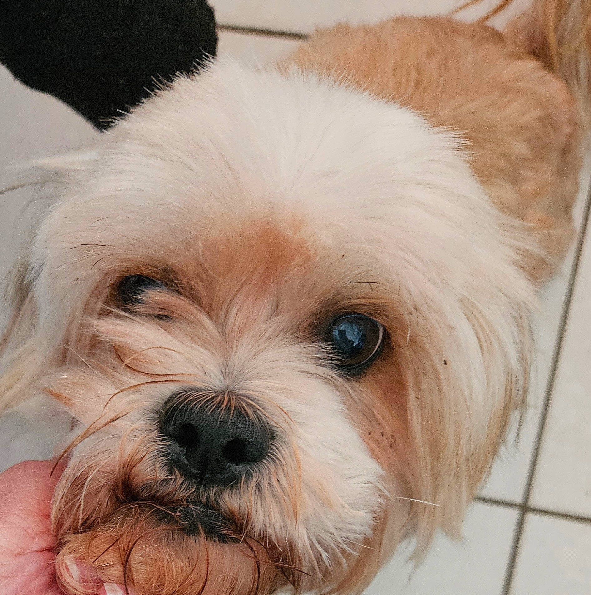 Isis a rejoint le concours — aidez-le/la à gagner de superbes lots ! biewer_terrier, canidae, carnivore, comfort, companion_dog, dog, dog_breed, ear, eye, fur, liver, maltepoo, small_terrier, snout, sporting_group, terrestrial_animal, terrier, toy_dog, white, working_animal