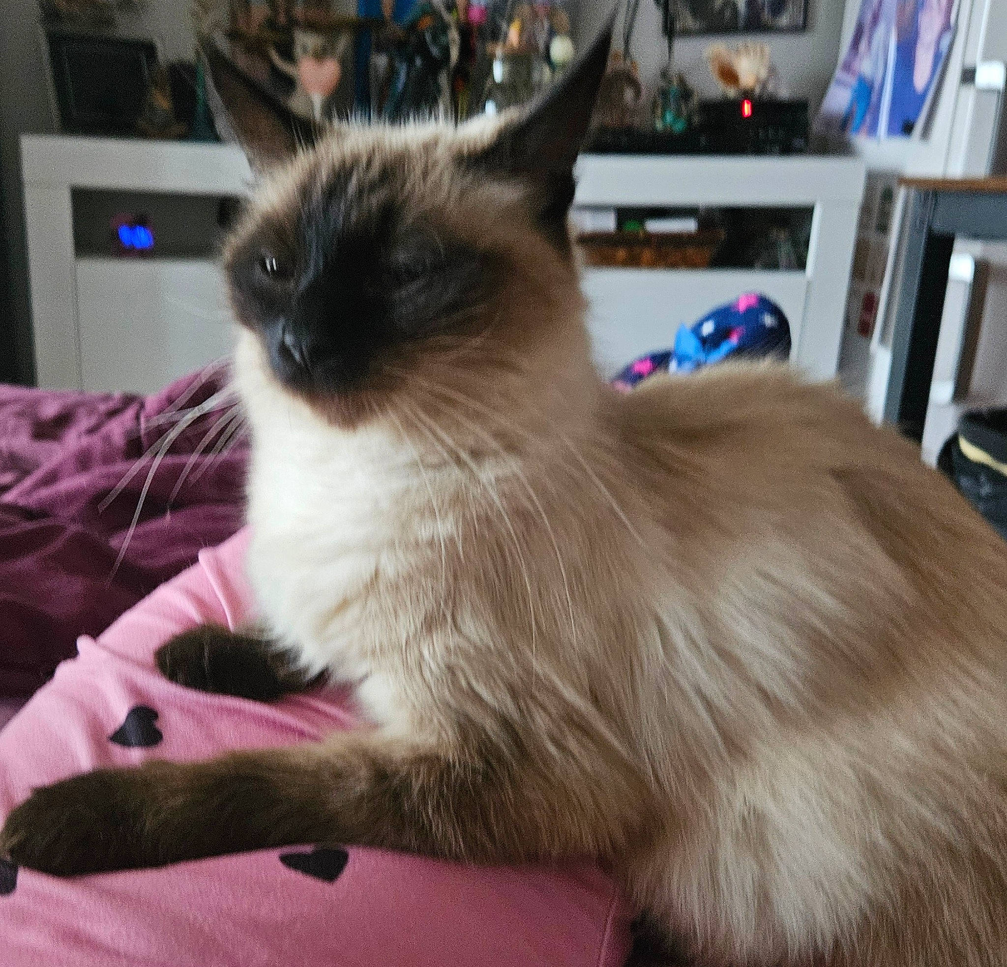 Shiva a rejoint le concours — aidez-le/la à gagner de superbes lots ! balinese, birman, carnivore, cat, comfort, fawn, felidae, fur, shelf, siamese, small_to_medium_sized_cats, tail, thai, tonkinese, whiskers