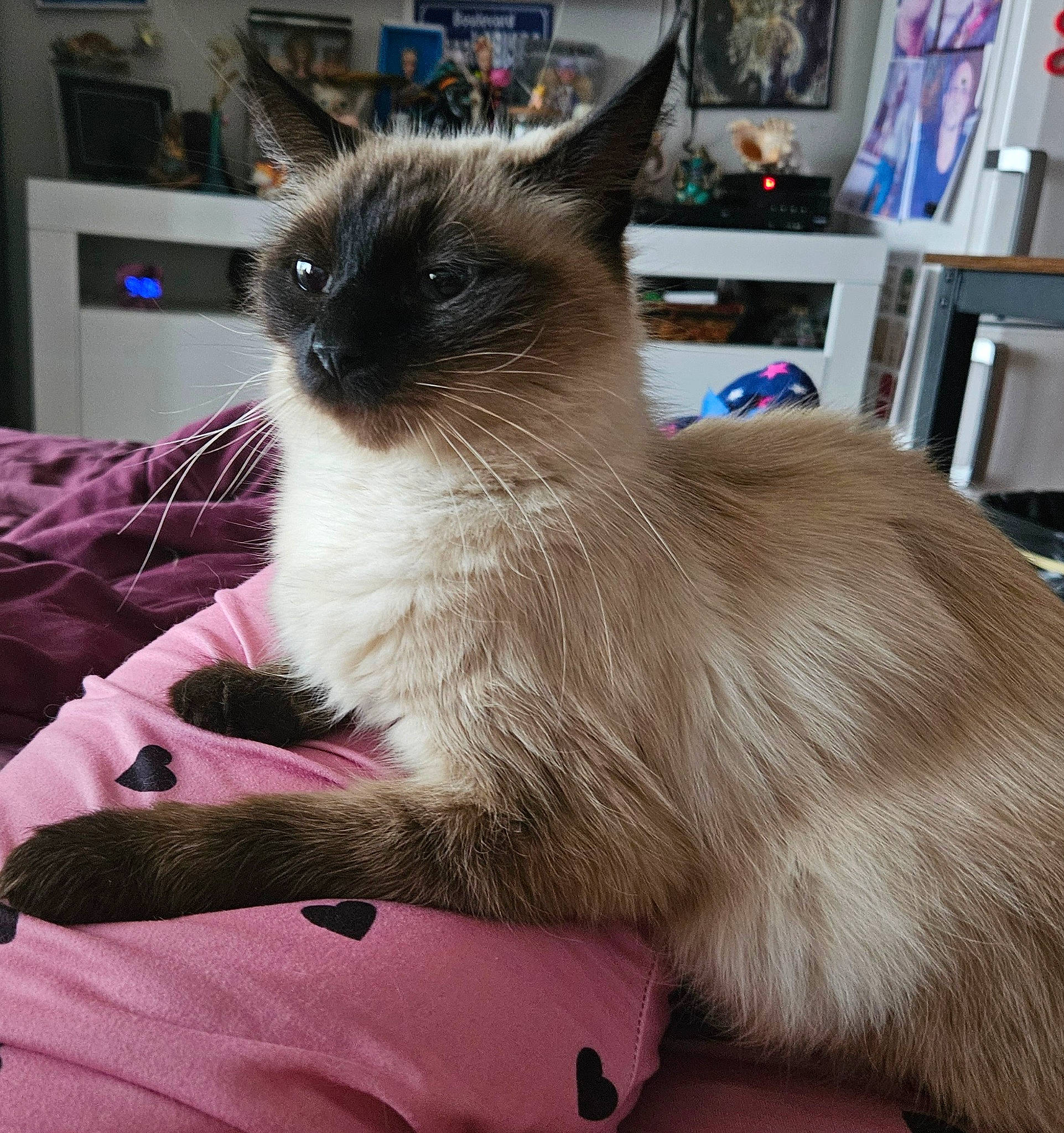 Shiva a rejoint le concours — aidez-le/la à gagner de superbes lots ! balinese, birman, bookcase, carnivore, cat, comfort, fawn, felidae, fur, magenta, picture_frame, shelf, siamese, small_to_medium_sized_cats, snout, tail, thai, whiskers