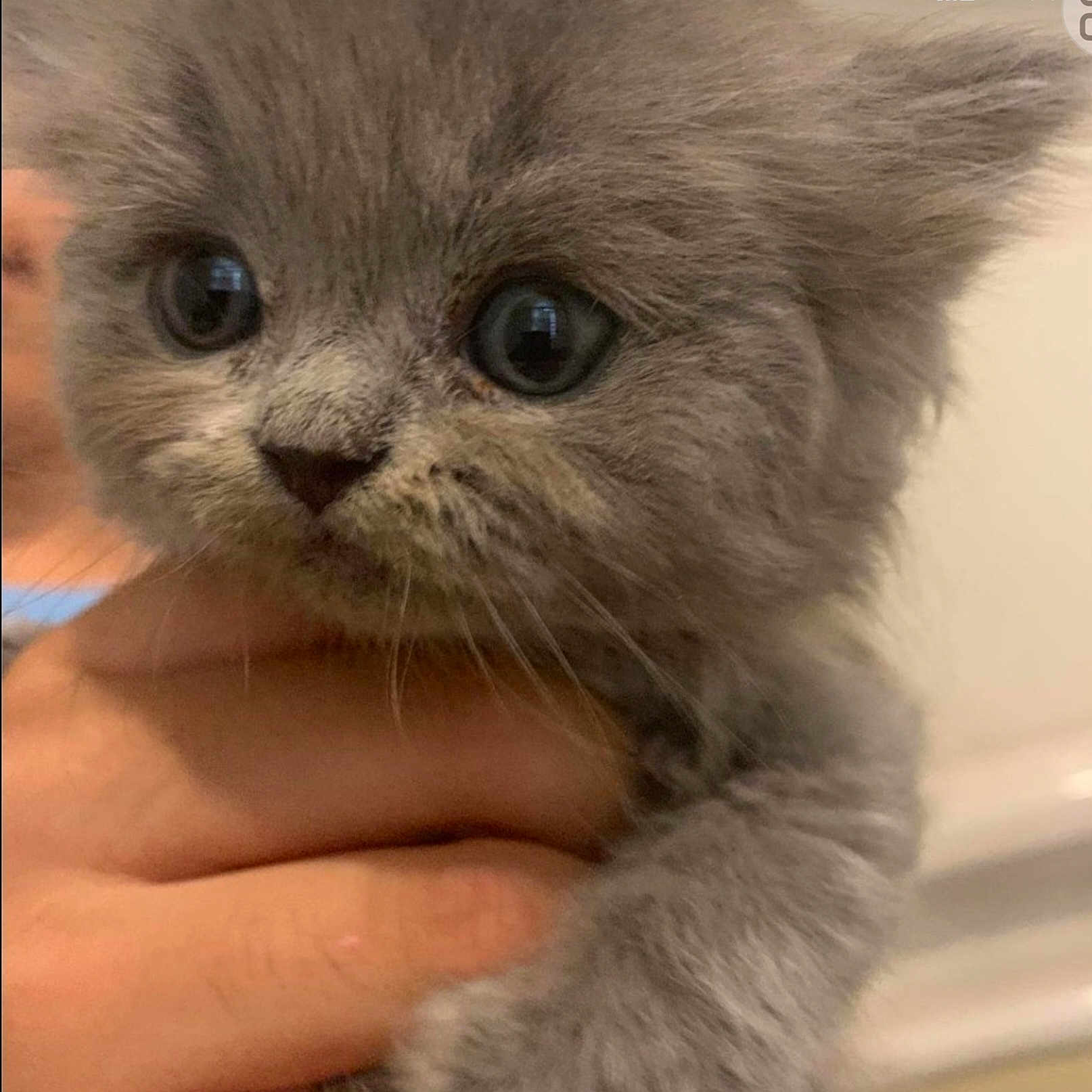 Ashtar a rejoint le concours — aidez-le/la à gagner de superbes lots ! abyssinian, angora, animal, cat, face, gray, head, kitten, manx, person, pet, siamese, snout
