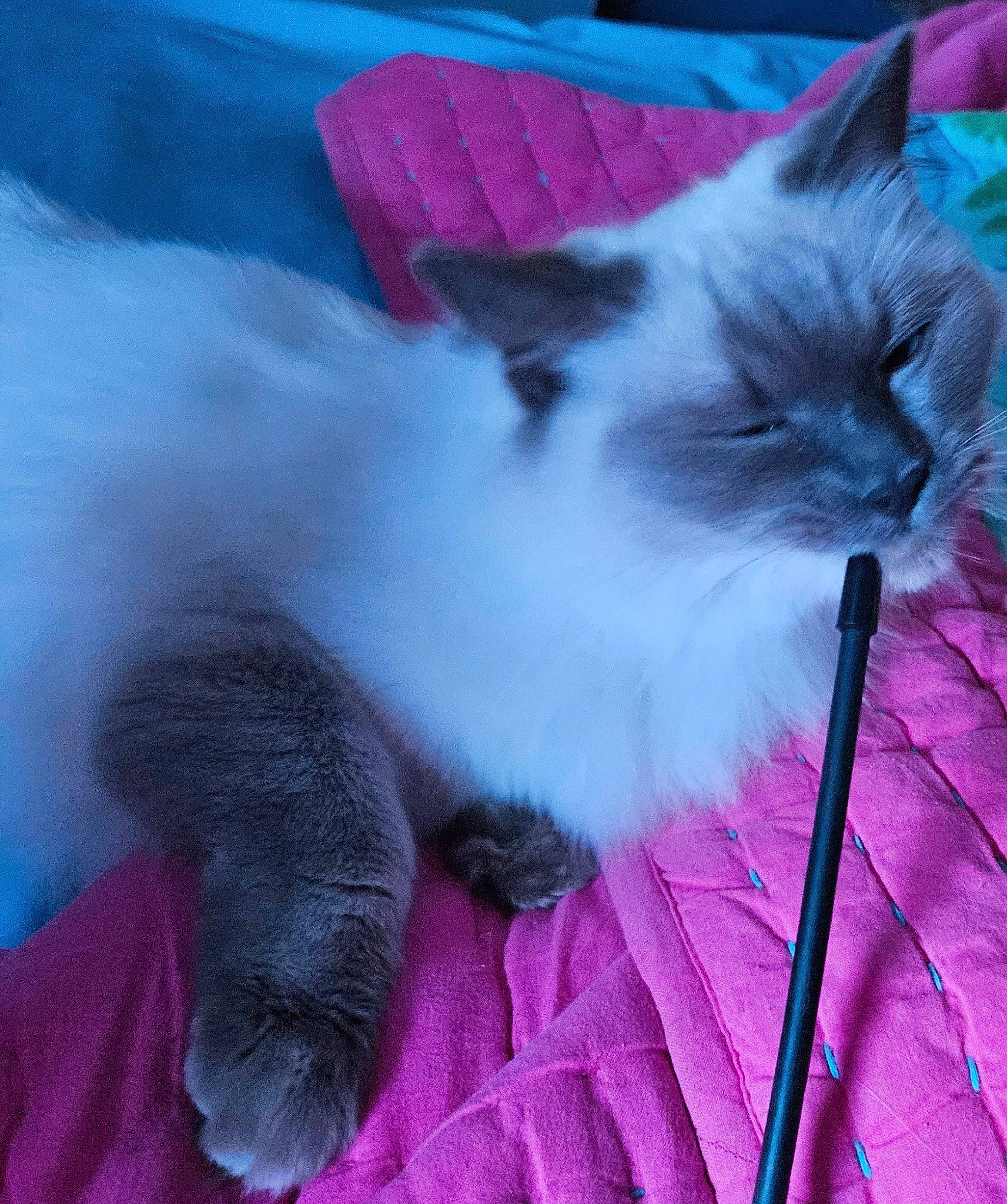 Venus a rejoint le concours — aidez-le/la à gagner de superbes lots ! art, balinese, carnivore, cat, cat_toy, claw, comfort, electric_blue, fawn, felidae, fur, magenta, paw, pink, ragdoll, siamese, sky, small_to_medium_sized_cats, tail, whiskers