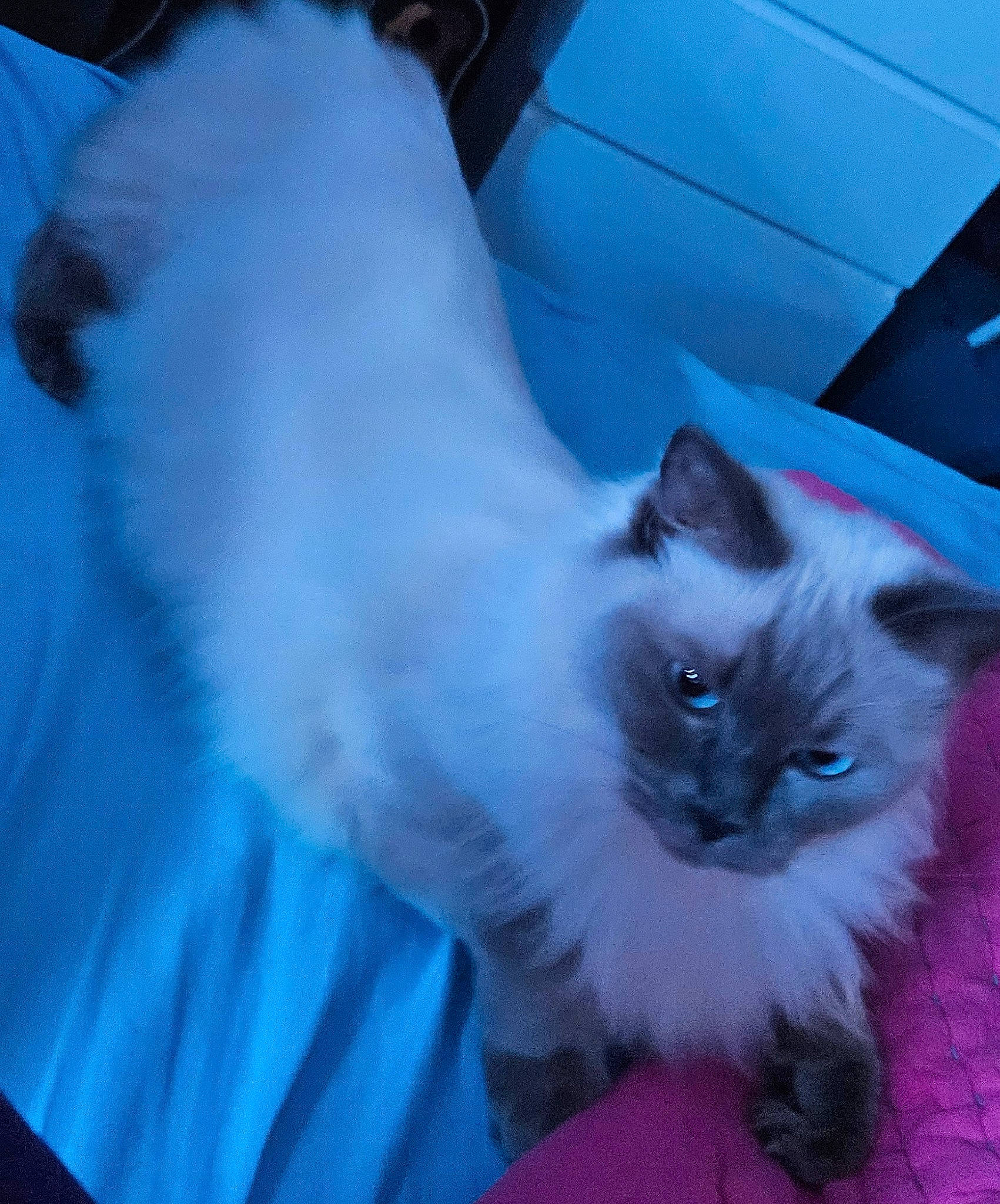 Venus a rejoint le concours — aidez-le/la à gagner de superbes lots ! carnivore, cat, claw, comfort, electric_blue, eye, fawn, felidae, foot, fur, head, iris, paw, ragdoll, siamese, sitting, small_to_medium_sized_cats, snout, tail, whiskers