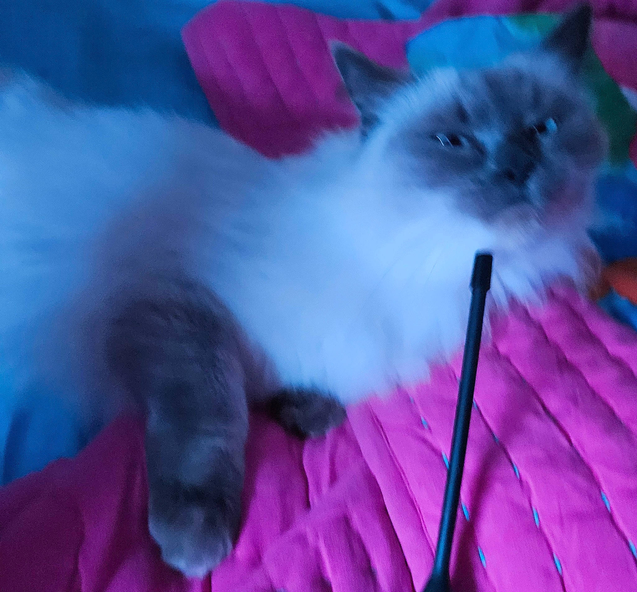 Venus a rejoint le concours — aidez-le/la à gagner de superbes lots ! blue, carnivore, cat, cat_supply, comfort, companion_dog, electric_blue, event, fawn, felidae, fur, magenta, paw, pink, plant, purple, small_to_medium_sized_cats, tail, violet, whiskers