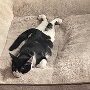 Chai joined the competition — help win amazing prizes! animal, bedroom, black_and_white, cat, close_up, cozy, cute, fur, home, indoor, nap, paws, pet_bed, pink_collar, plush_bedding, relaxed, sleeping, stretched_out, tuxedo_cat, whiskers