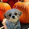 Zoey joined the competition — help win amazing prizes! animal, autumn, background, closeup, cute, denim_jacket, dog, fall, fluffy, leaf_litter, nature, orange, outdoor, pet, portrait, pumpkin, puppy, seasonal, small_dog, sunlight