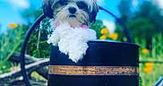 Zoey joined the competition — help win amazing prizes! animal, blue_sky, cloud, cute, daytime, dog, flower, fur, garden, grass, greenery, nature, outdoor, pet, playful, puppy, small_dog, spring, sunny, watering_can