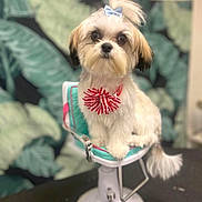 Zoey is registered to the contest to win money with this photo: adorable, animal, background, bow, brown_fur, chair, closeup, collar, cute, decor, dog, fluffy, furniture, indoor, leaf_pattern, pet, portrait, sitting, small_dog, white_fur