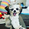 Zoey is registered to the contest to win money with this photo: animal, ball, brown, cartoon_face, closeup, colorful, cute, dog, fluffy, fur, happy, indoor, pet, playful, puppy, rainbow, smiling, tongue, toy, white