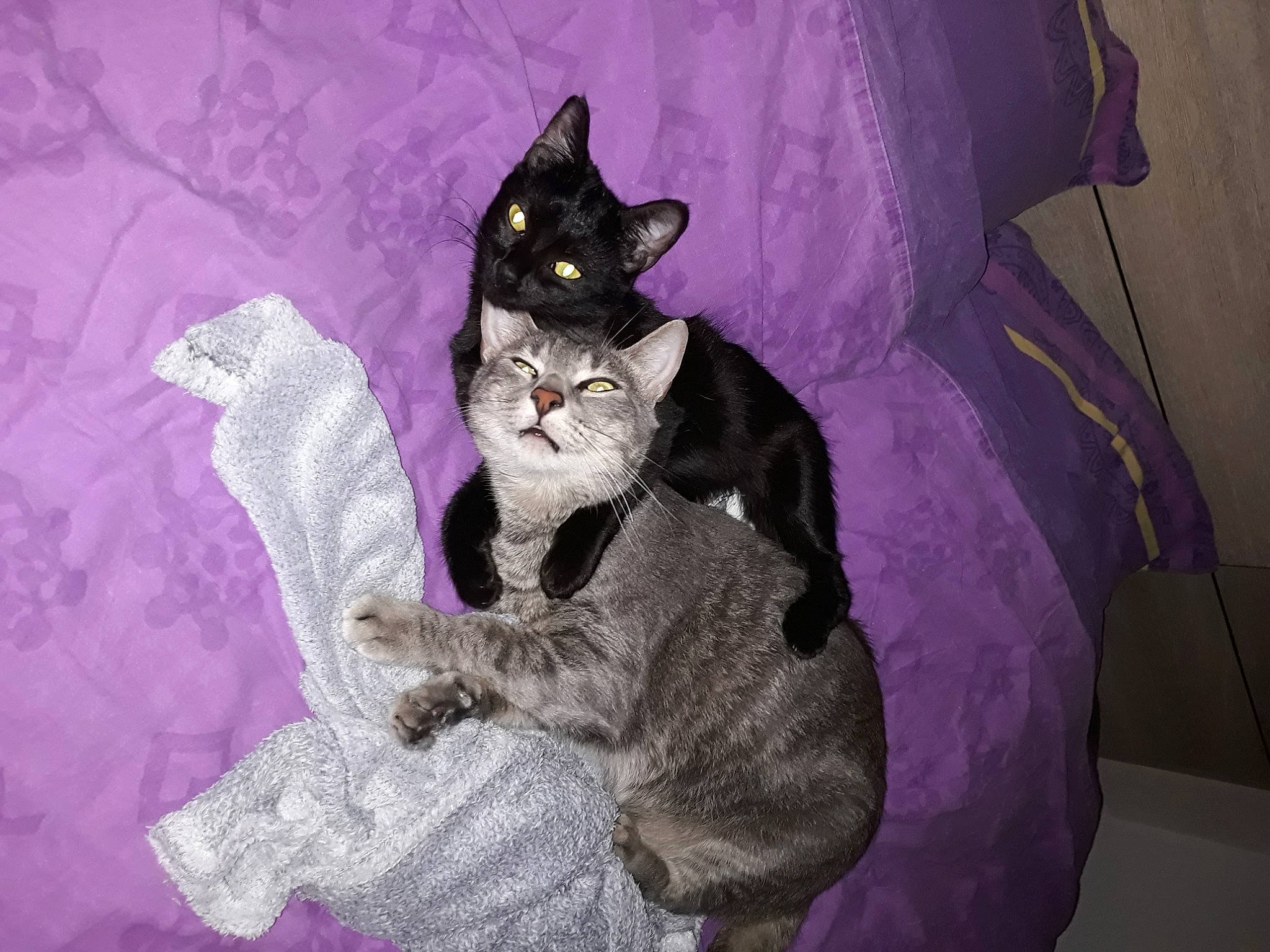 Moly participe au concours pour gagner de l'argent avec cette photo : bed, black_cat, bombay, carnivore, cat, comfort, domestic_short_haired_cat, eye, felidae, fur, grey, havana_brown, magenta, paw, purple, small_to_medium_sized_cats, snout, tail, violet, whiskers