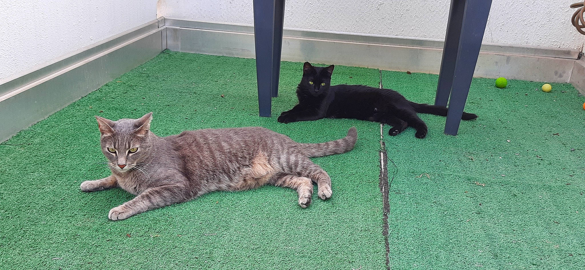 Moly participe au concours pour gagner de l'argent avec cette photo : bombay, carnivore, cat, claw, comfort, domestic_short_haired_cat, door_mat, fawn, felidae, flooring, fur, grass, mat, pet_supply, small_to_medium_sized_cats, tail, terrestrial_animal, whiskers