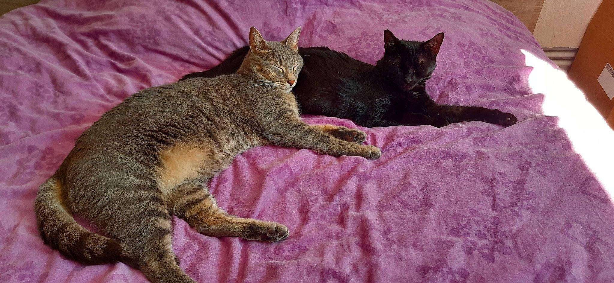 Mao a rejoint le concours — aidez-le/la à gagner de superbes lots ! art, carnivore, cat, claw, comfort, domestic_short_haired_cat, felidae, fur, grey, linens, magenta, mammal, paw, small_to_medium_sized_cats, snout, tail, terrestrial_animal, tree, vertebrate, whiskers