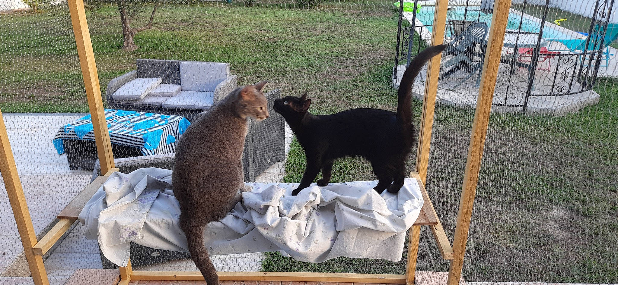 Mao participe au concours pour gagner de l'argent avec cette photo : bombay, carnivore, cat, comfort, dog_breed, domestic_short_haired_cat, fawn, felidae, fence, grass, outdoor_furniture, plant, rectangle, shade, small_to_medium_sized_cats, tail, terrestrial_animal, whiskers, window, wood