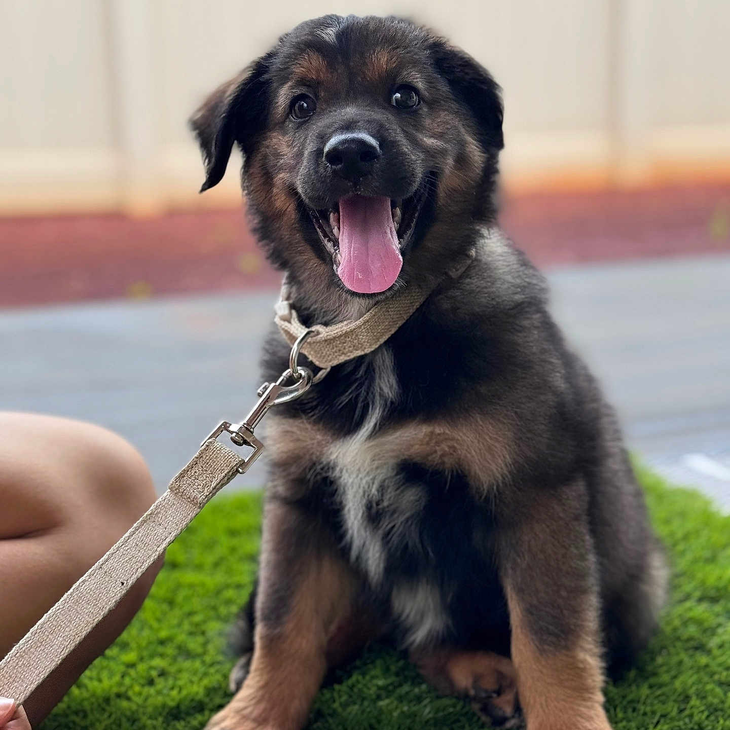Gemma is registered to the contest to win money with this photo: animal, canine, collar, companion, cute, dog, domestic_animal, friendly, fur, grass, happy, leash, outdoor, pet, playful, puppy, sitting, smiling, tongue_out, young