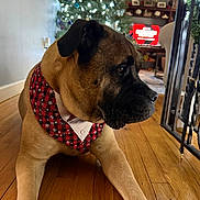 Rocky is registered to the contest to win money with this photo: dog, bandana, holiday, christmas_tree, wooden_floor, living_room, decorations, lights, furniture, pet, indoor, brown_dog, black_muzzle, relaxed, cozy, festive, tiled_floor, background, television, home