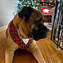 dog, bandana, holiday, christmas_tree, wooden_floor, living_room, decorations, lights, furniture, pet, indoor, brown_dog, black_muzzle, relaxed, cozy, festive, tiled_floor, background, television, home