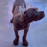 Toru joined the competition — help win amazing prizes! dog, puppy, animal, pet, ears_taped, concrete_floor, brown_coat, standing, looking_up, canine, young_dog, domestic_animal, alert, four_legs, short_fur, indoors, companion, adorable, curious, cute