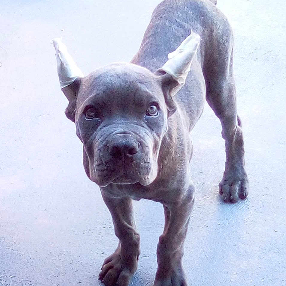 Toru joined the competition — help win amazing prizes! animal, canine, closeup, concrete_floor, curious, dog, domestic_animal, ears, ears_taped, four_legs, looking, muscular, outdoor, pet, portrait, puppy, short_hair, snout, standing, young_dog