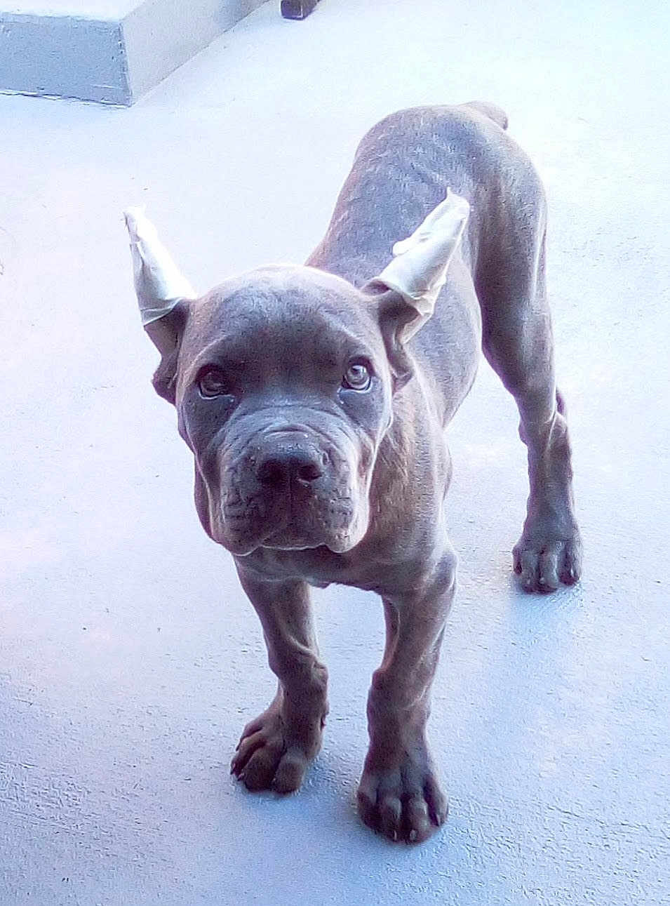 Toru joined the competition — help win amazing prizes! dog, puppy, ears_taped, concrete_floor, pet, canine, young_dog, muscular, standing, looking, outdoor, animal, curious, domestic_animal, closeup, portrait, four_legs, short_hair, ears, snout