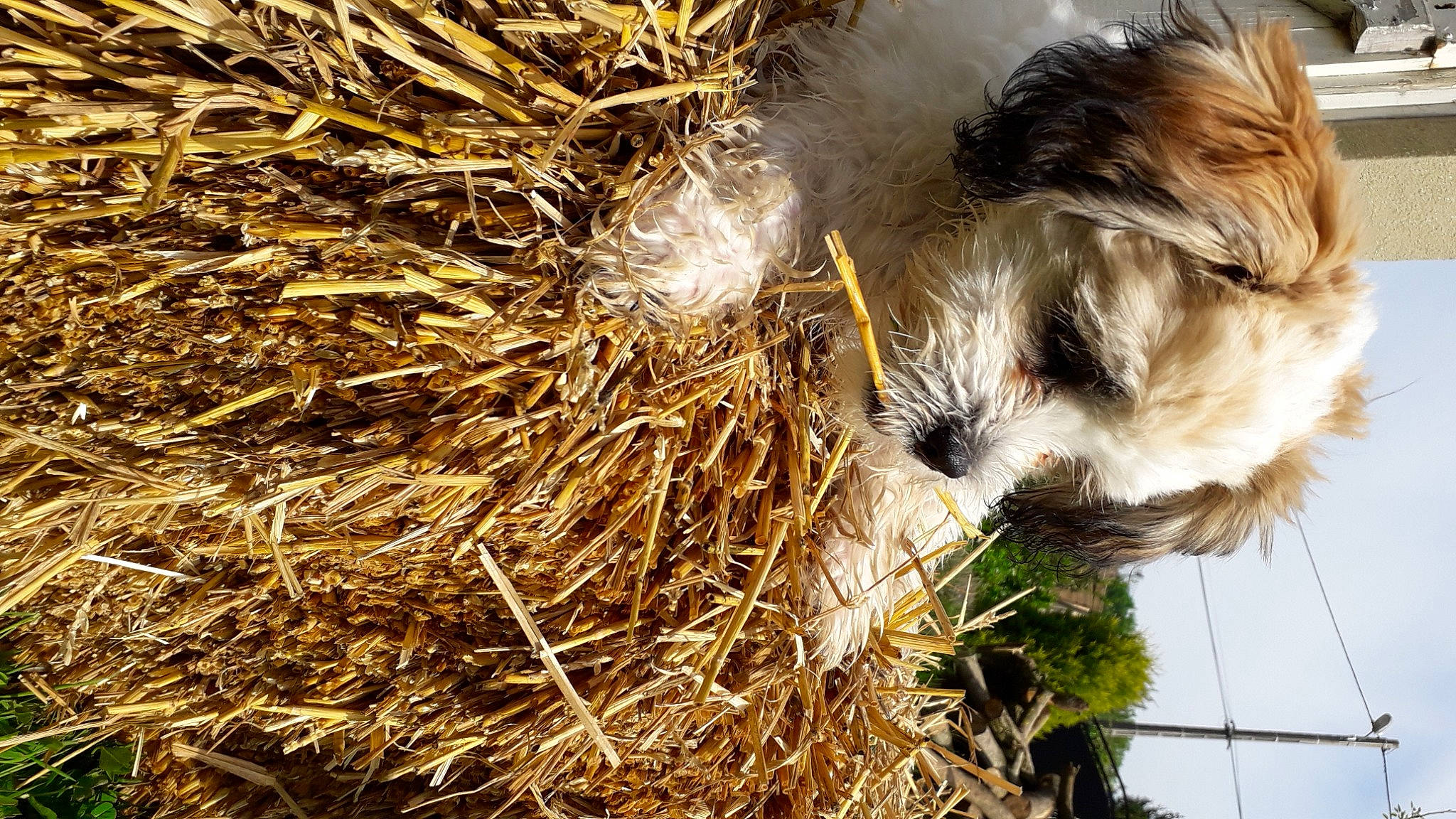 Paquito a rejoint le concours — aidez-le/la à gagner de superbes lots ! bolonka, canidae, carnivore, dog, dog_breed, non_sporting_group, plant, schnoodle, shih_tzu, sporting_lucas_terrier, straw, terrier, tibetan_terrier, toy_dog