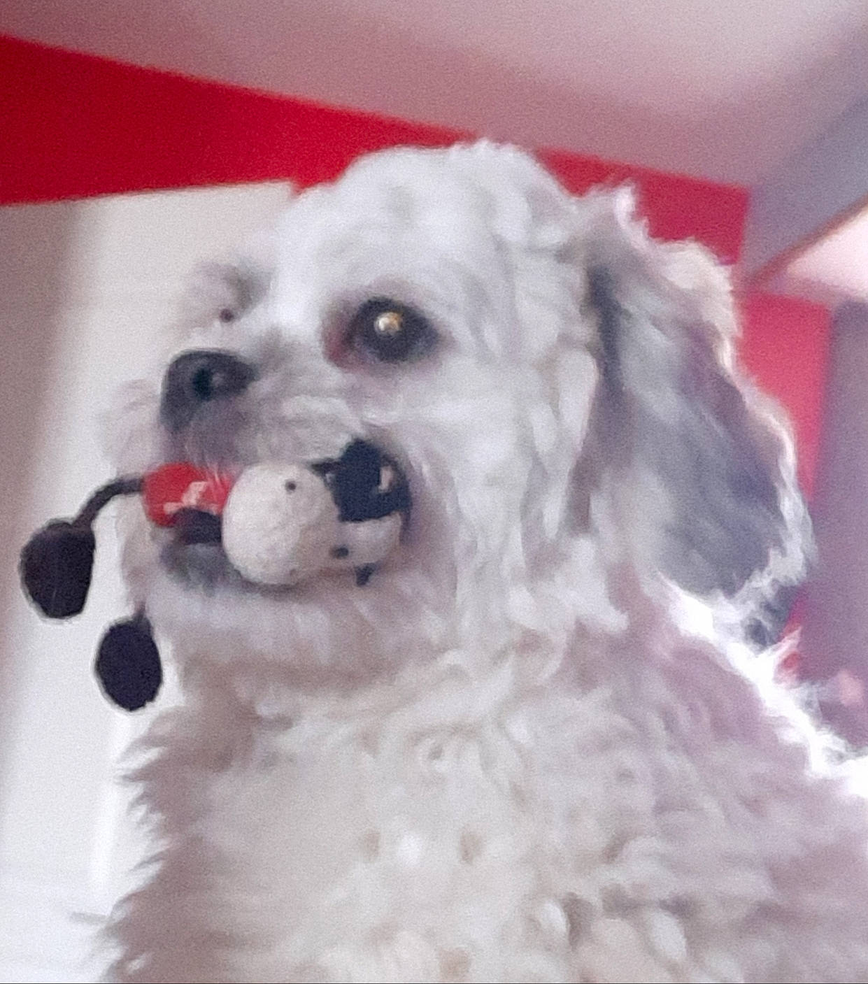 Paquito a rejoint le concours — aidez-le/la à gagner de superbes lots ! bichon, bolognese, bolonka, canidae, carnivore, cavachon, cavapoo, cockapoo, companion_dog, dog, dog_breed, havanese, maltepoo, maltese, mammal, nose, puppy, schnoodle, snout, toy_poodle