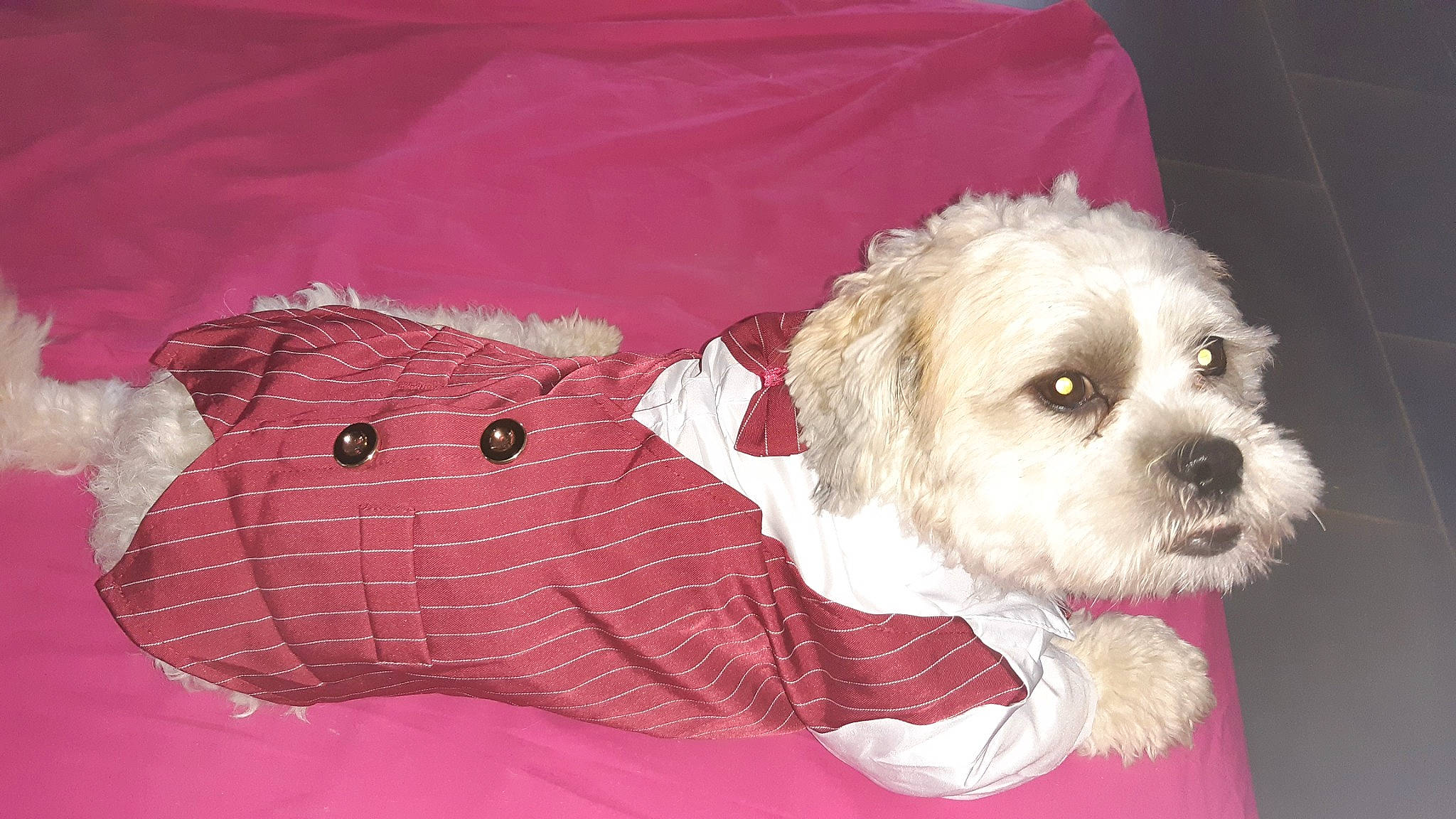 Paquito a rejoint le concours — aidez-le/la à gagner de superbes lots ! canidae, carnivore, cockapoo, companion_dog, dog, dog_breed, dog_clothes, havanese, maltese, mammal, morkie, petit_basset_griffon_vendeen, pink, poodle_crossbreed, puppy, schnoodle, sealyham_terrier, shih_tzu, snout, sporting_lucas_terrier