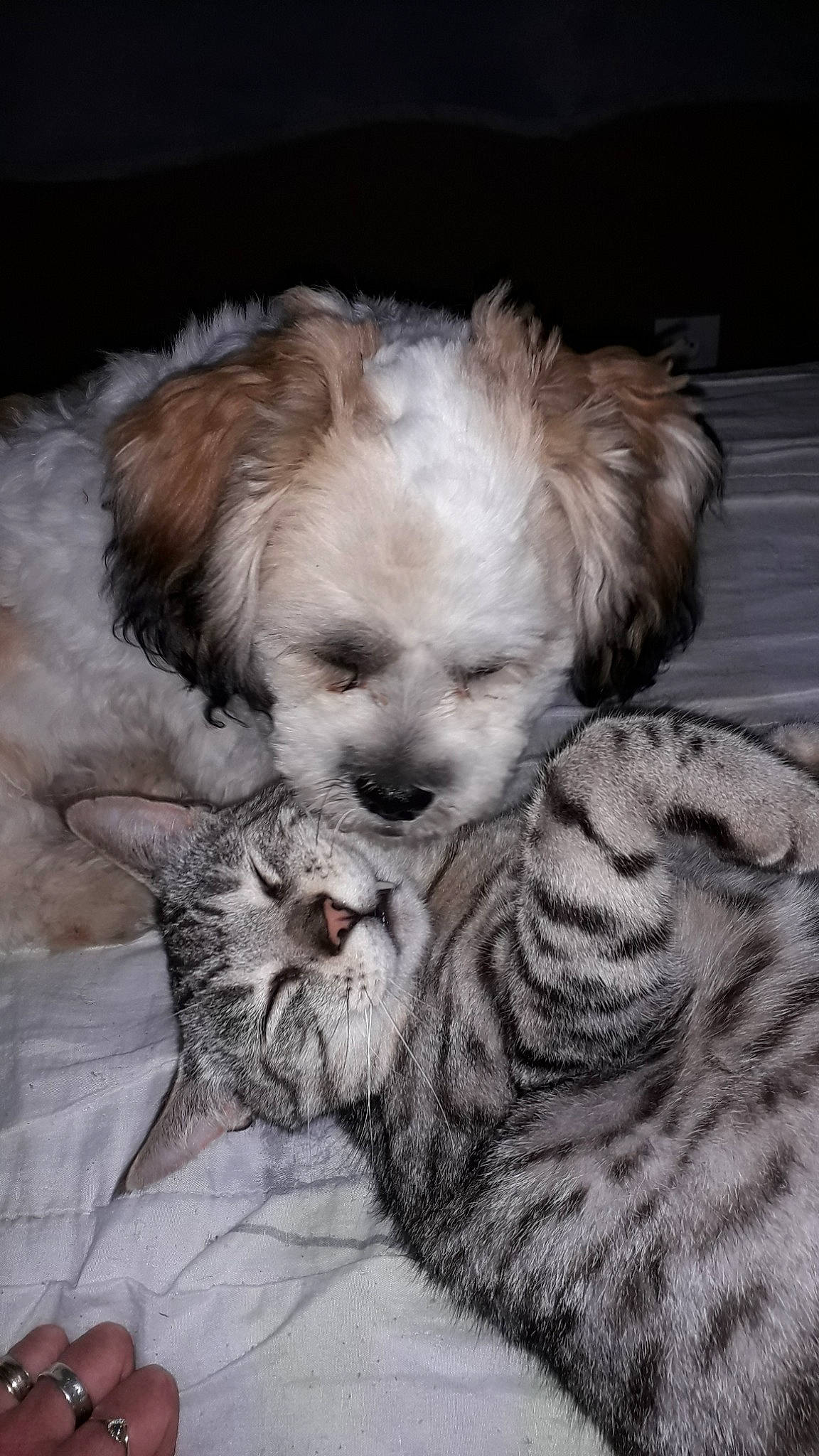 Napoléon a rejoint le concours — aidez-le/la à gagner de superbes lots ! bolonka, canidae, chinese_imperial_dog, companion_dog, dog, dog_breed, havanese, kyi_leo, lhasa_apso, mal_shi, maltepoo, mammal, morkie, pekapoo, poodle_crossbreed, puppy, schnoodle, shih_poo, shih_tzu, vertebrate