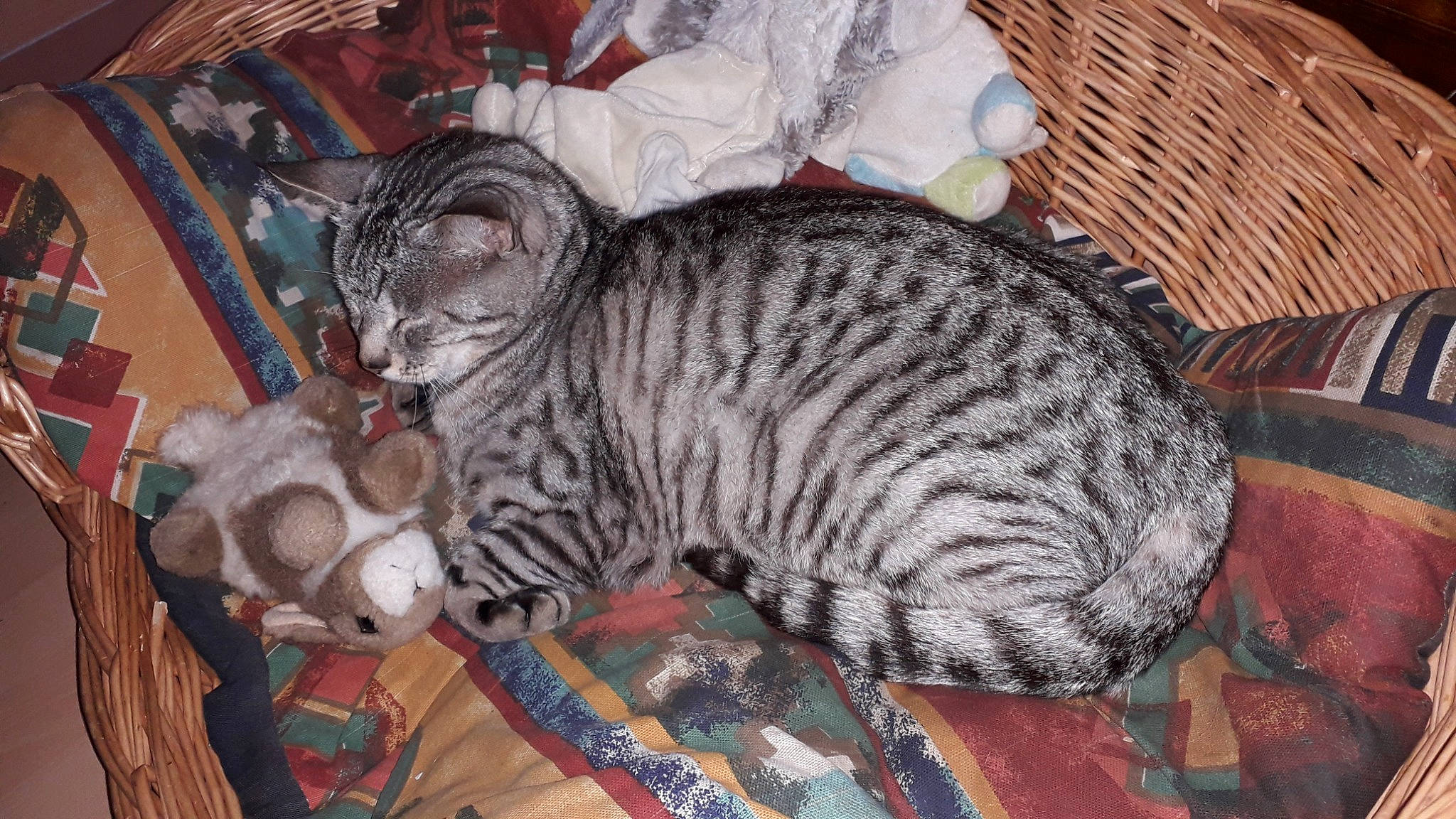 Napoléon a rejoint le concours — aidez-le/la à gagner de superbes lots ! asian, bengal, california_spangled, carnivore, cat, domestic_short_haired_cat, dragon_li, egyptian_mau, european_shorthair, felidae, kitten, mammal, ocicat, pixie_bob, small_to_medium_sized_cats, tabby_cat, toyger, vertebrate, whiskers