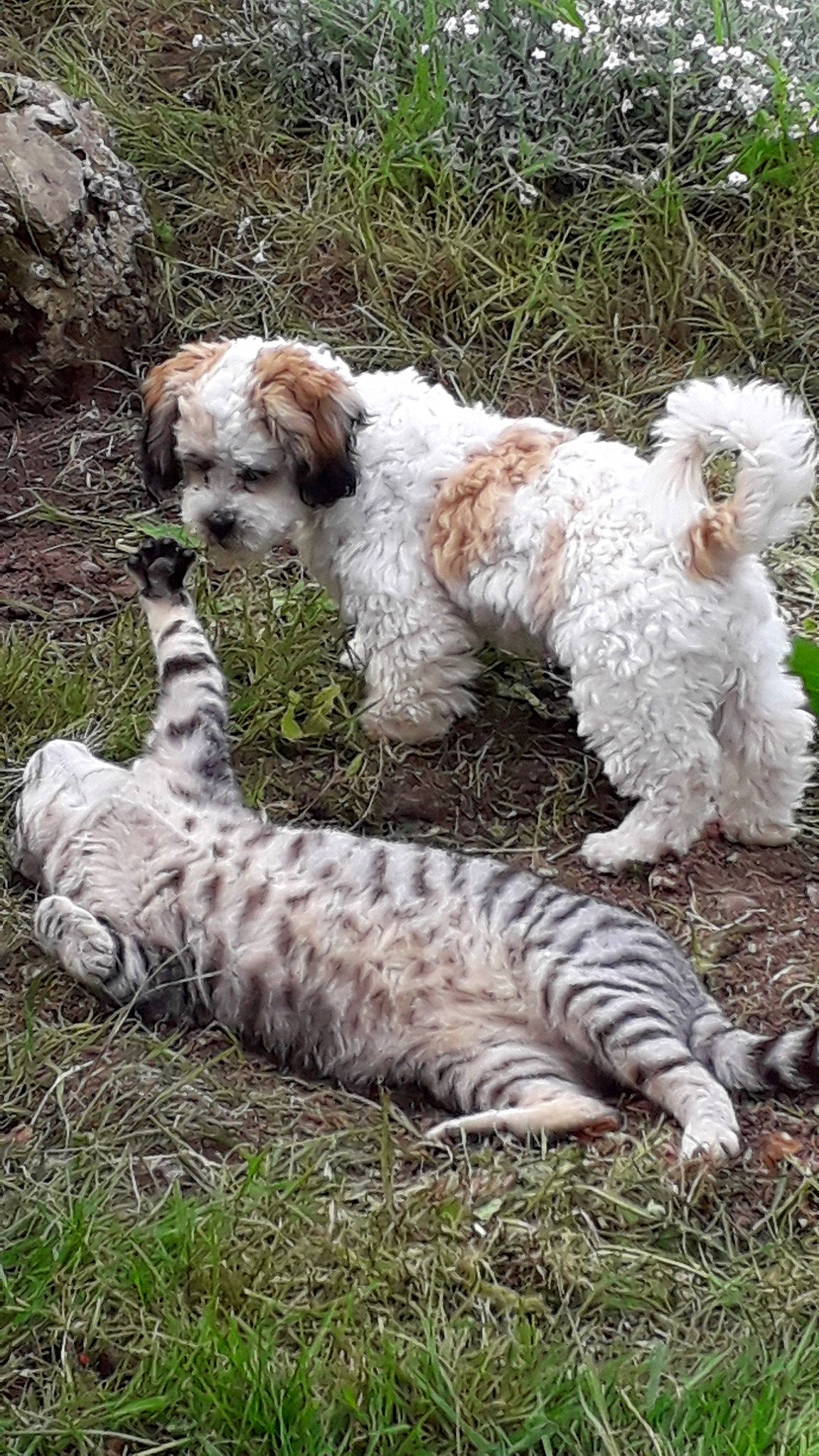 Napoléon participe au concours pour gagner de l'argent avec cette photo : briquet_griffon_vendeen, canidae, carnivore, cockapoo, companion_dog, dog, dog_breed, labradoodle, lagotto_romagnolo, mammal, petit_basset_griffon_vendeen, poodle_crossbreed, retriever, spanish_water_dog, sporting_group, sporting_lucas_terrier, terrier, vertebrate