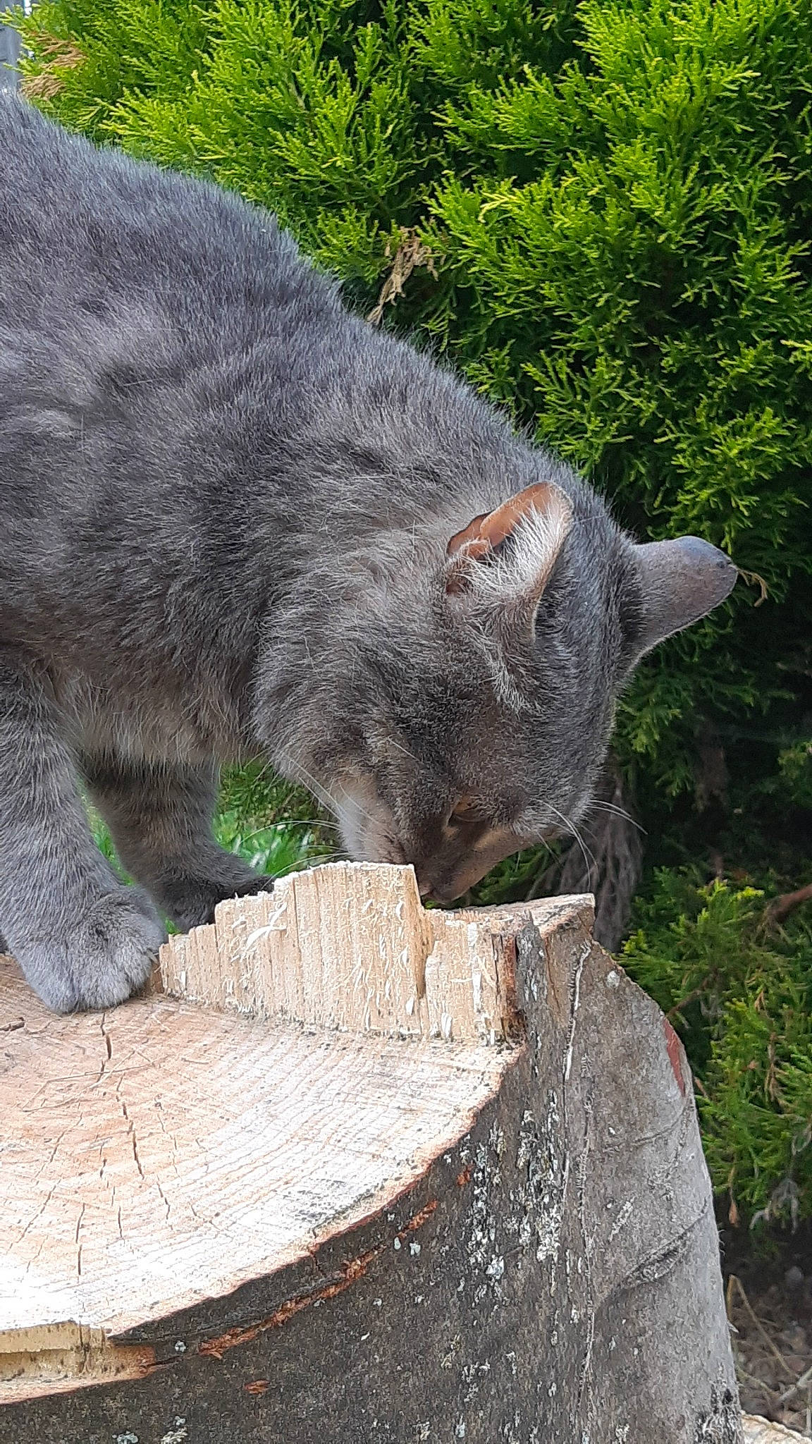 Bb Chat a rejoint le concours — aidez-le/la à gagner de superbes lots ! british_shorthair, carnivore, cat, chartreux, domestic_short_haired_cat, felidae, korat, nebelung, russian_blue, small_to_medium_sized_cats, snout, tail, whiskers