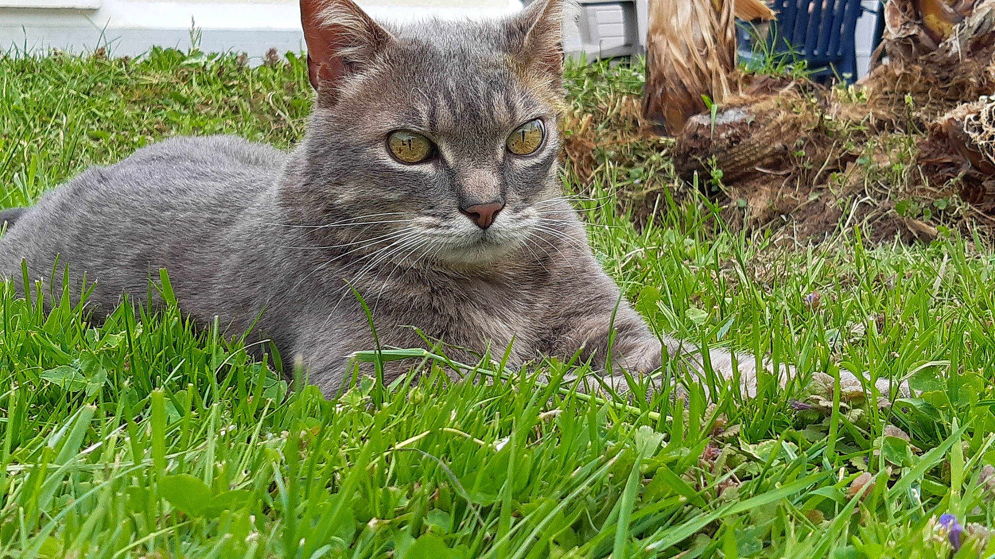 Bb Chat participe au concours pour gagner de l'argent avec cette photo : british_semi_longhair, british_shorthair, carnivore, cat, chartreux, domestic_short_haired_cat, european_shorthair, felidae, grass, grass_family, lawn, mammal, pixie_bob, plant, small_to_medium_sized_cats, tabby_cat, vertebrate, whiskers, wild_cat, wildlife