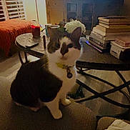 Jameson is registered to the contest to win money with this photo: cat, living_room, couch, coffee_table, books, lamp, television, flower_vase, indoor, furniture, pet, collar, home_decor, window, curtains, wood_floor, orange_blanket, table, relaxing, domestic_animal