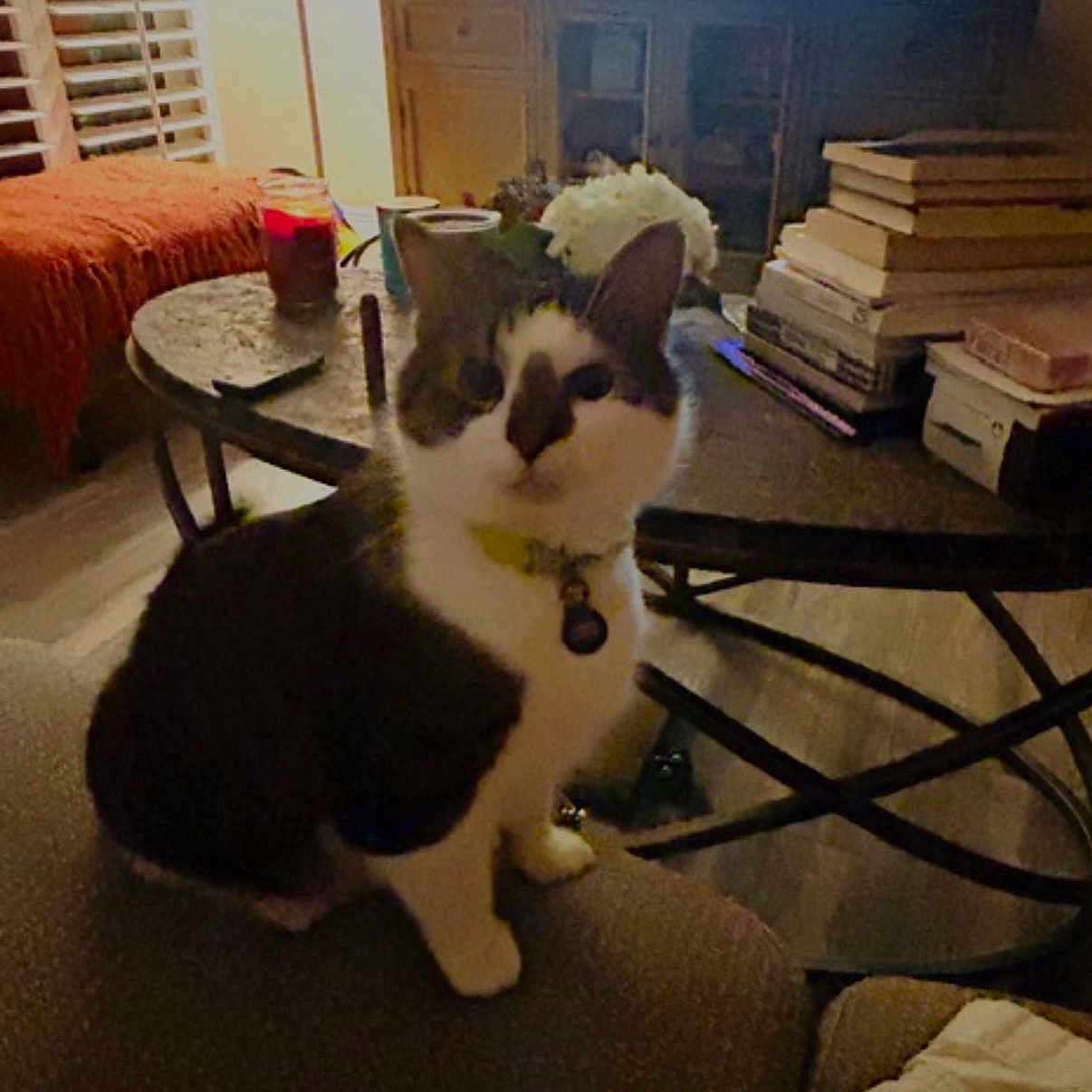 Jameson is registered to the contest to win money with this photo: cat, living_room, couch, coffee_table, books, lamp, television, flower_vase, indoor, furniture, pet, collar, home_decor, window, curtains, wood_floor, orange_blanket, table, relaxing, domestic_animal