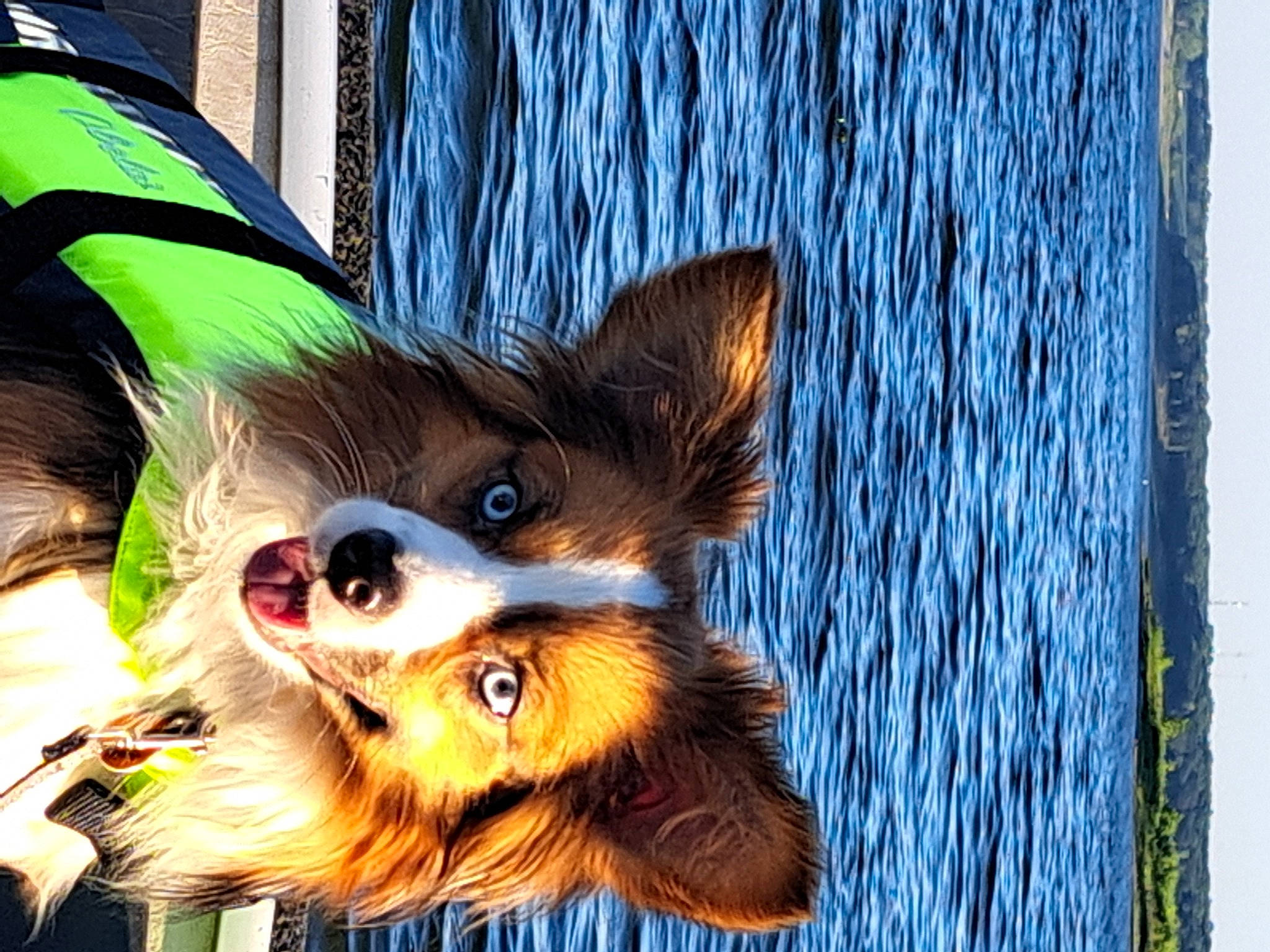 Oberon is registered to the contest to win money with this photo: canidae, carnivore, companion_dog, dog, dog_breed, dog_supply, electric_blue, eyewear, fawn, fur, recreation, snout, sporting_group, terrestrial_animal, toy, toy_dog, whiskers, wildlife, wood, working_animal