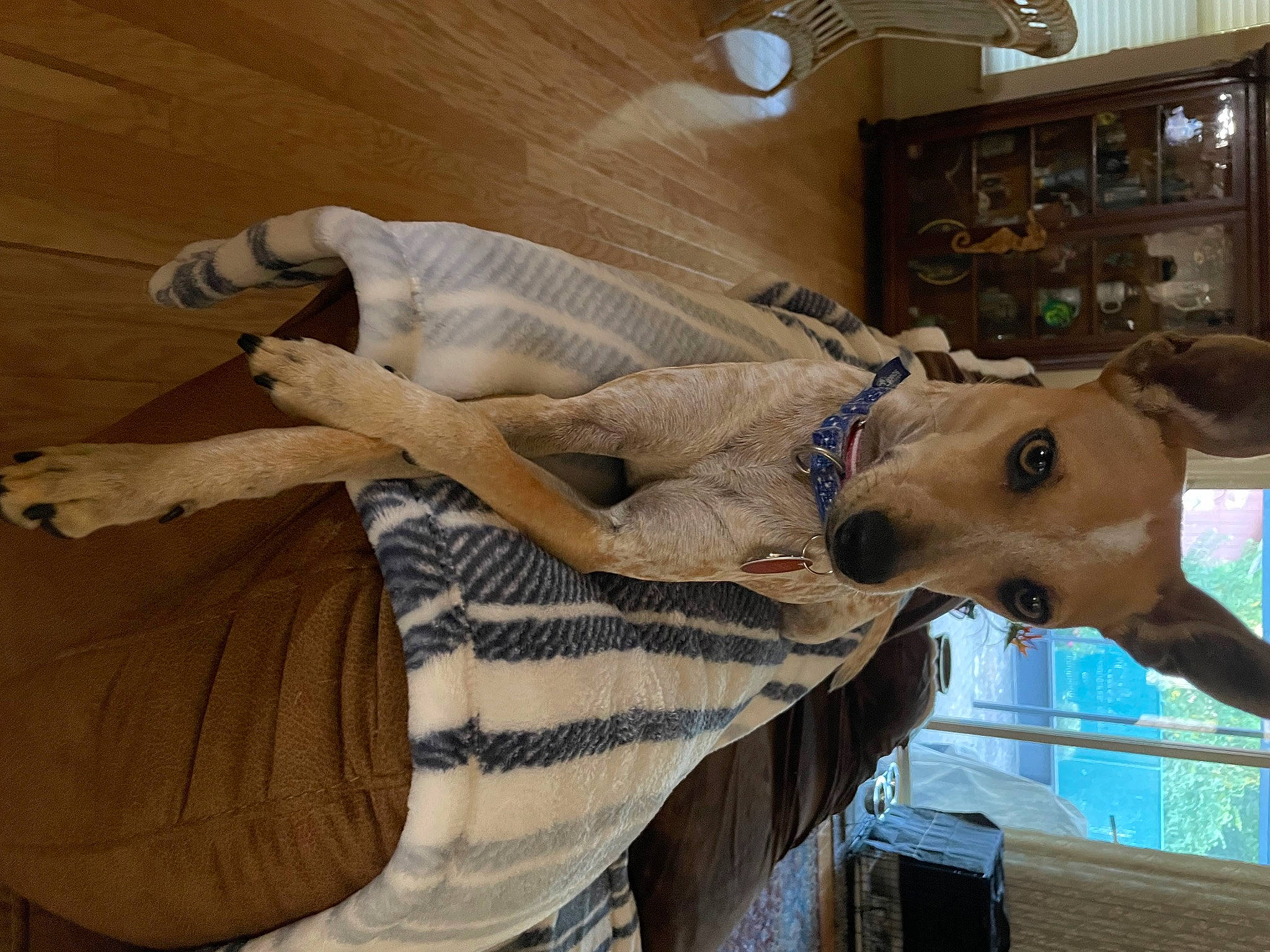 Piper is registered to the contest to win money with this photo: art, fawn, fur, hat, jaw, livestock, pack_animal, picture_frame, snout, stallion, window, wood, working_animal