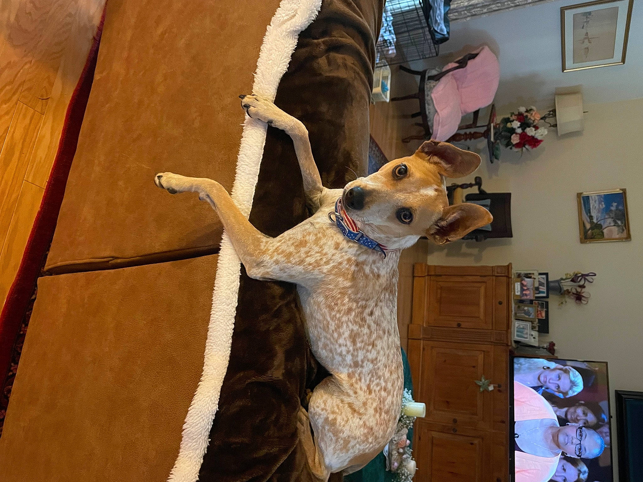 Piper is registered to the contest to win money with this photo: art, canidae, carnivore, companion_dog, dog, dog_breed, door, fawn, felidae, flooring, fur, house, houseplant, picture_frame, small_to_medium_sized_cats, snout, sporting_group, toy, window, wood