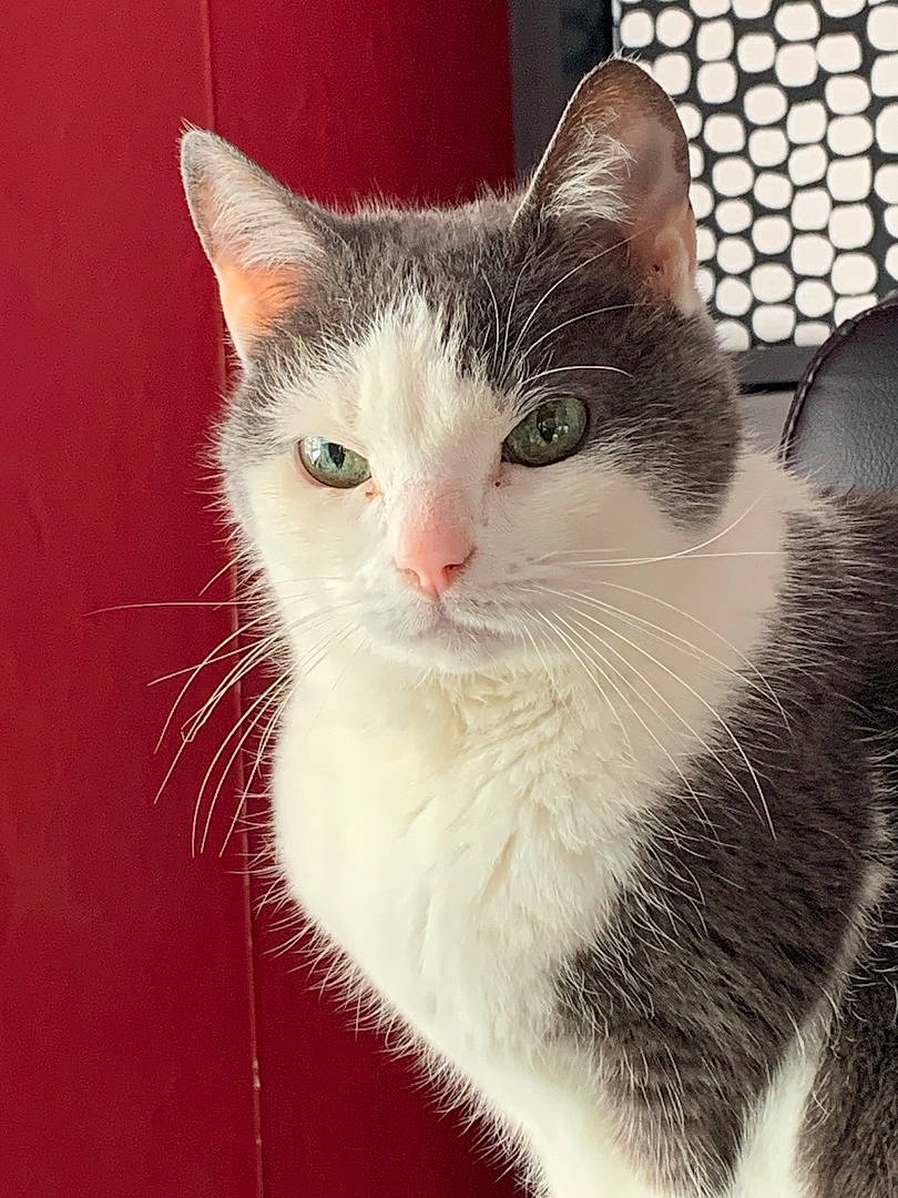 Misty a rejoint le concours — aidez-le/la à gagner de superbes lots ! art, box, carnivore, cat, domestic_short_haired_cat, eye, felidae, fur, metal, paw, small_to_medium_sized_cats, snout, tail, tree, whiskers, window